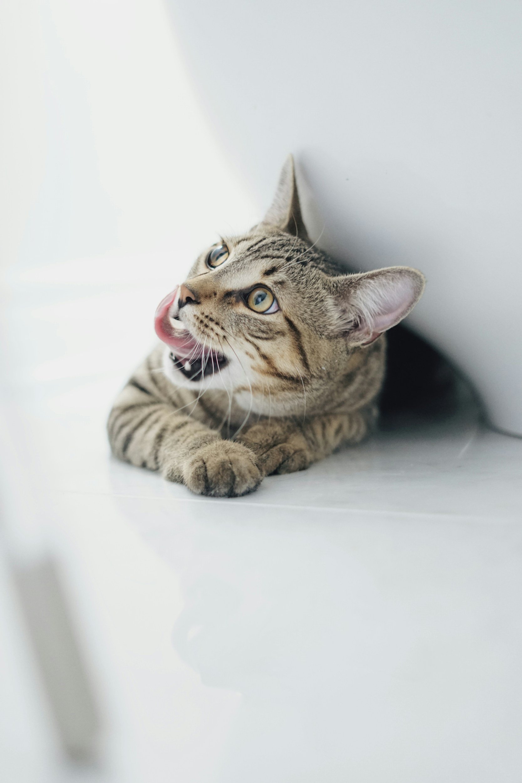 A tabby cat lying on the white floor, licking its nose, with a bright background.