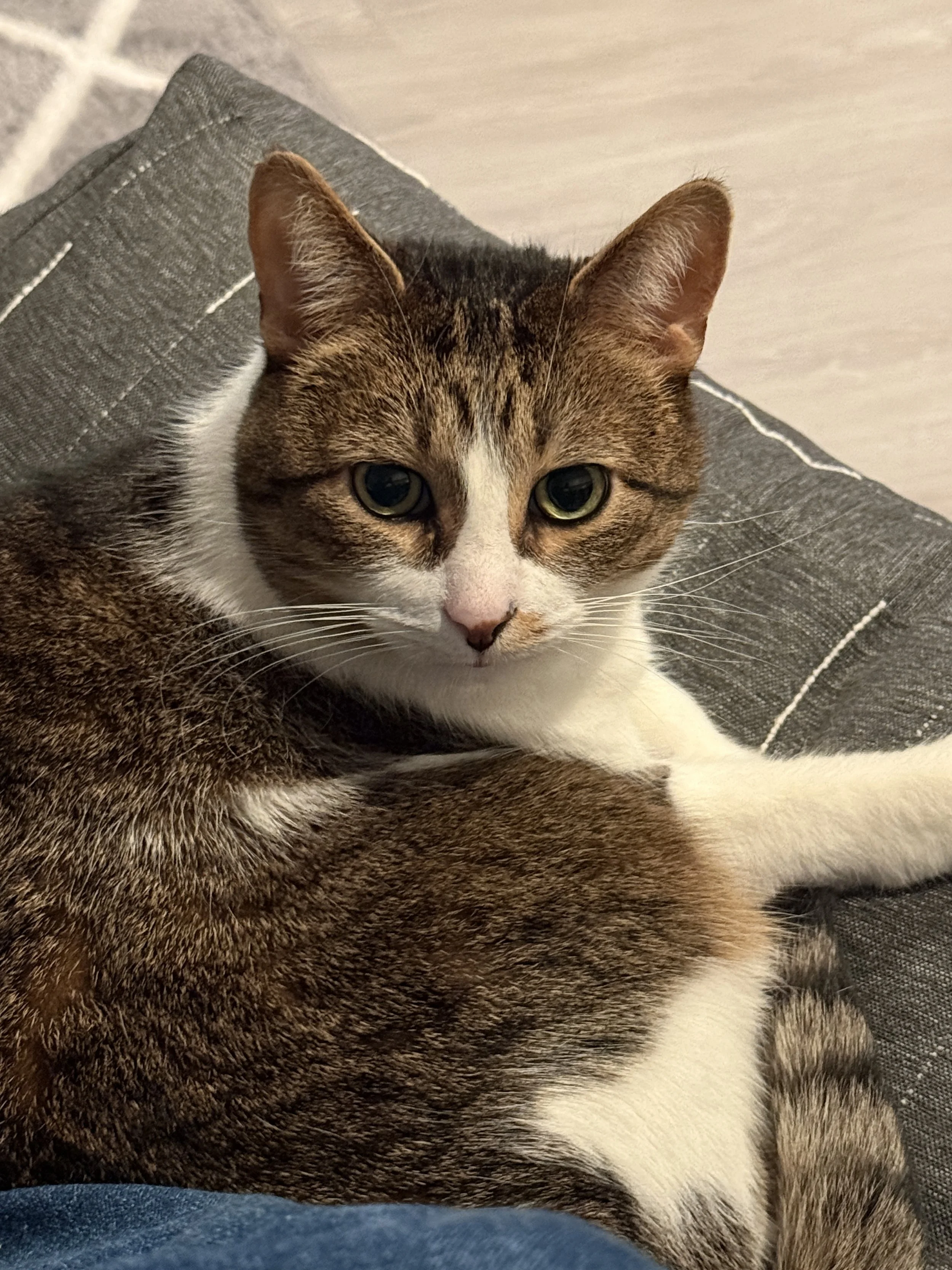 A brown and white tabby cat lying on a dark gray upholstered couch, looking directly at the camera.