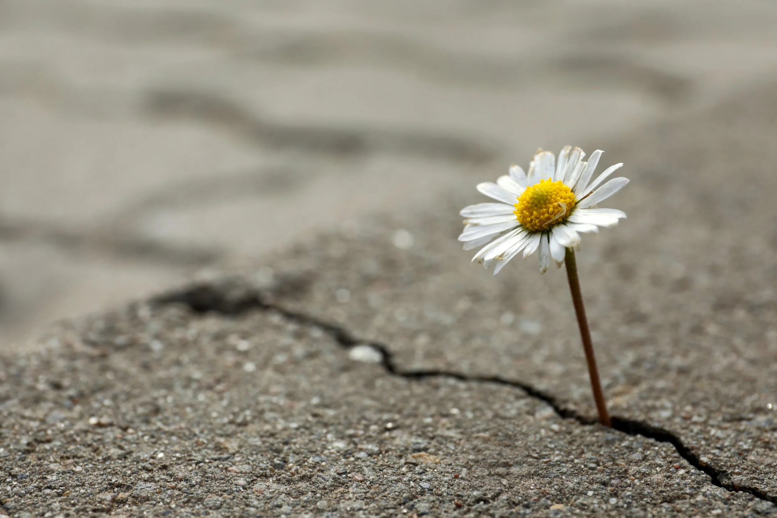 Grief Coaching
