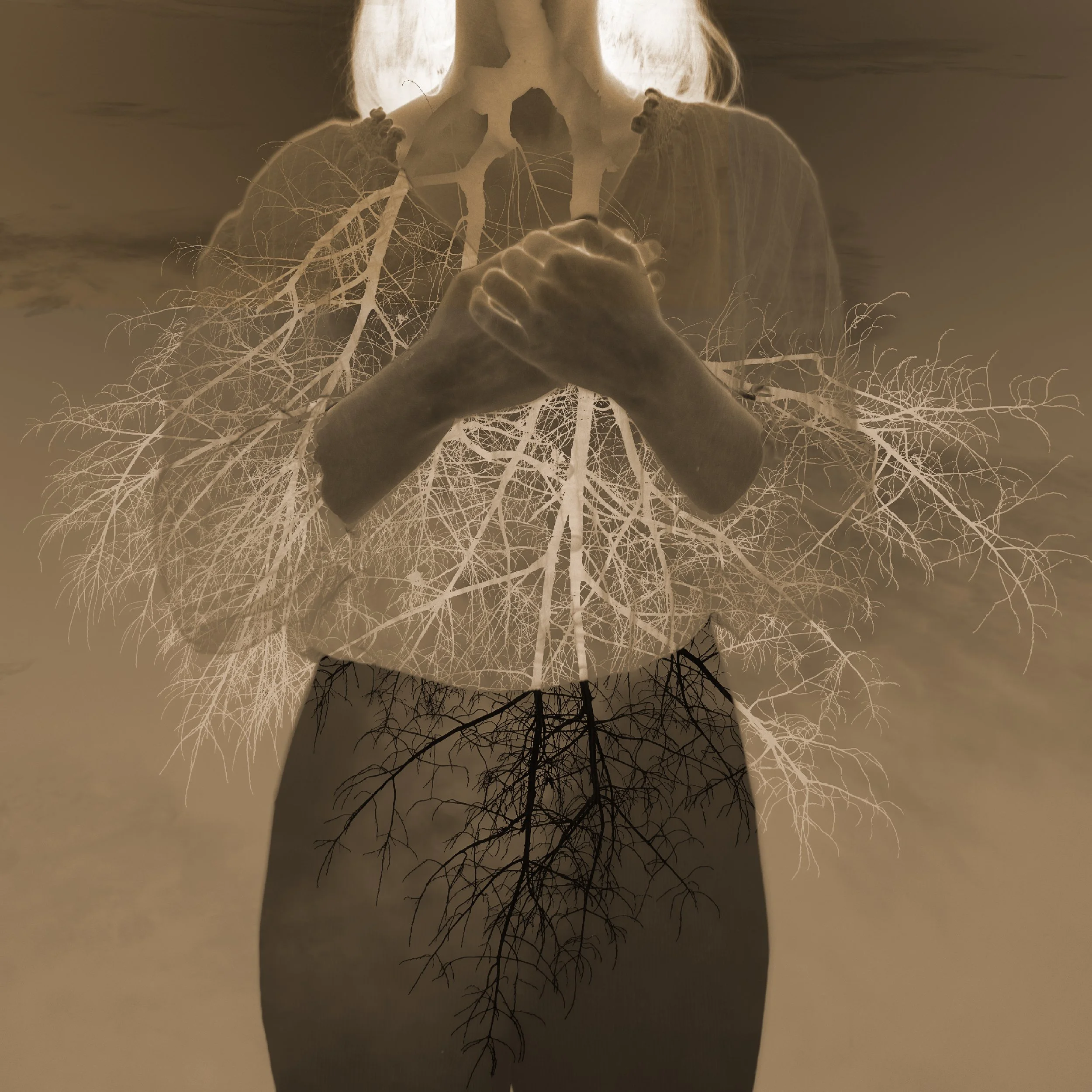 To the root (1).jpg