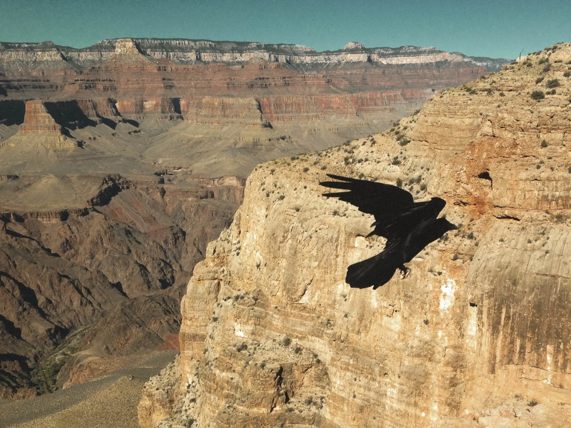 Shadow of a bird in flight on the rocky cliffs of the Grand Canyon with layered canyon walls in the background.