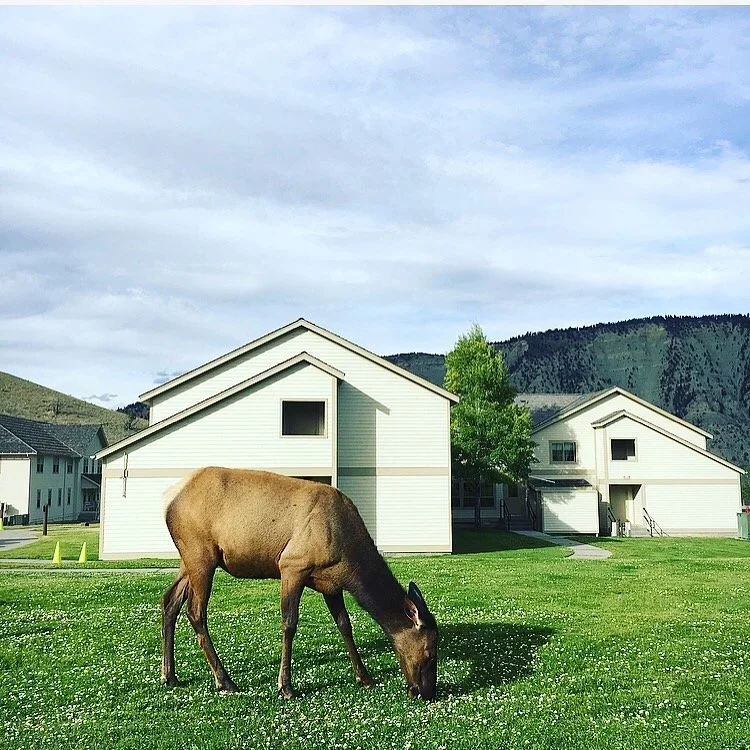 A brown horse grazing on a grassy lawn with white houses and mountains in the background under a partly cloudy sky.