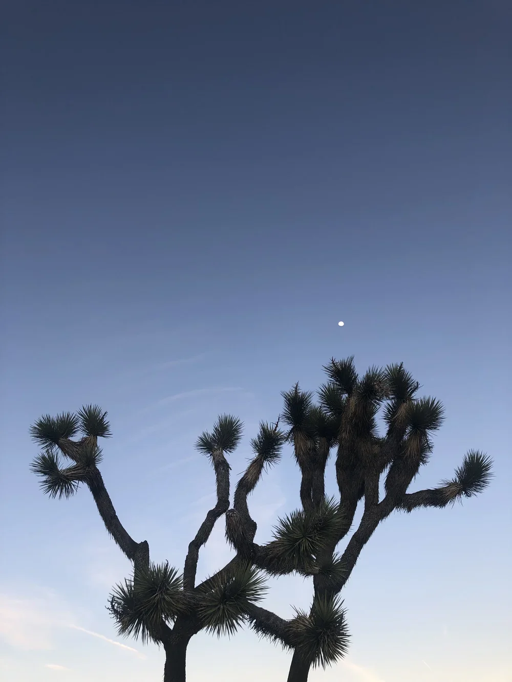 A desert landscape with a lone Joshua tree against a clear blue sky, with the moon visible early evening or dawn.