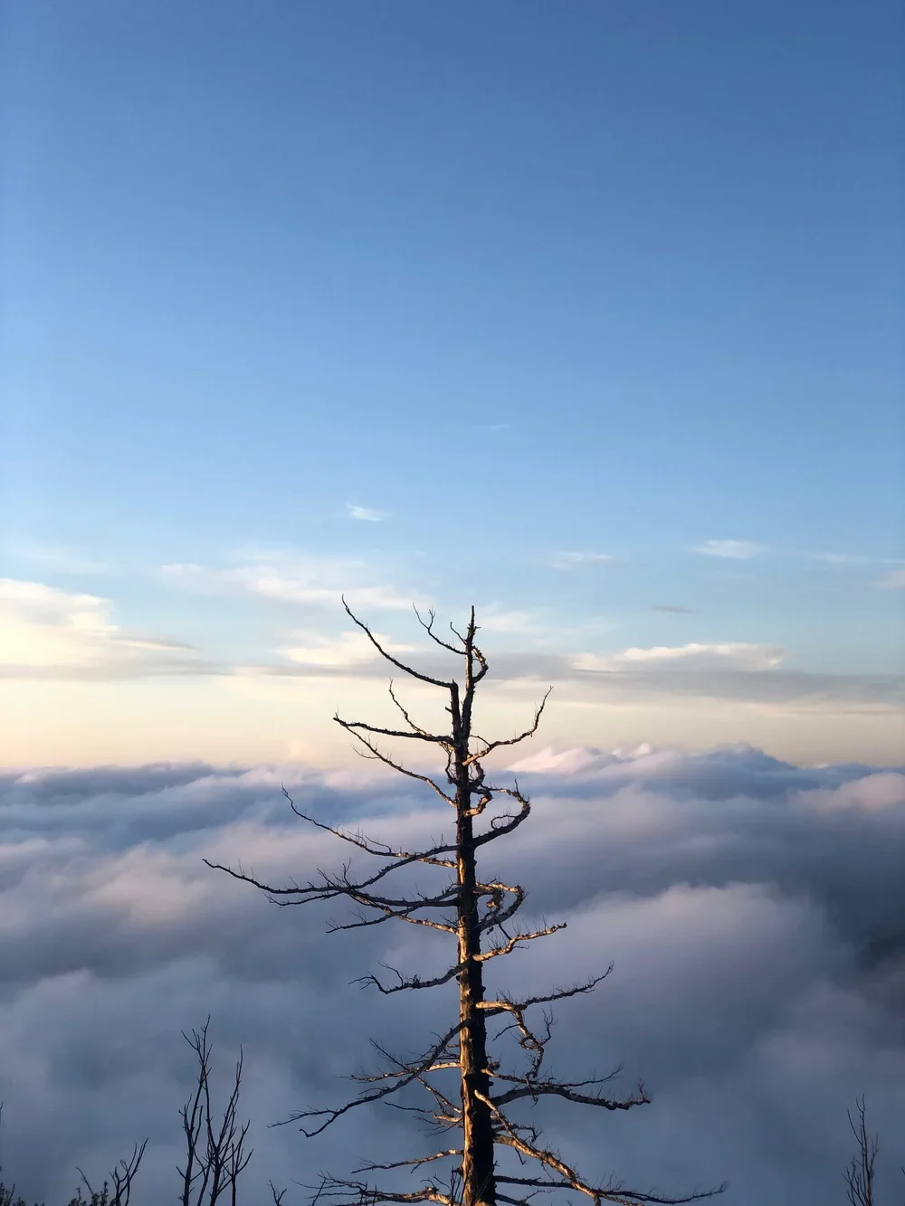 A tall, leafless tree with twisted branches standing above a blanket of clouds in the sky.
