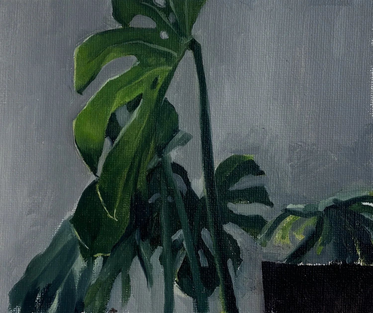 Bloom - M - 54,5 x 44,5 - oil on canvas - 2023.JPG