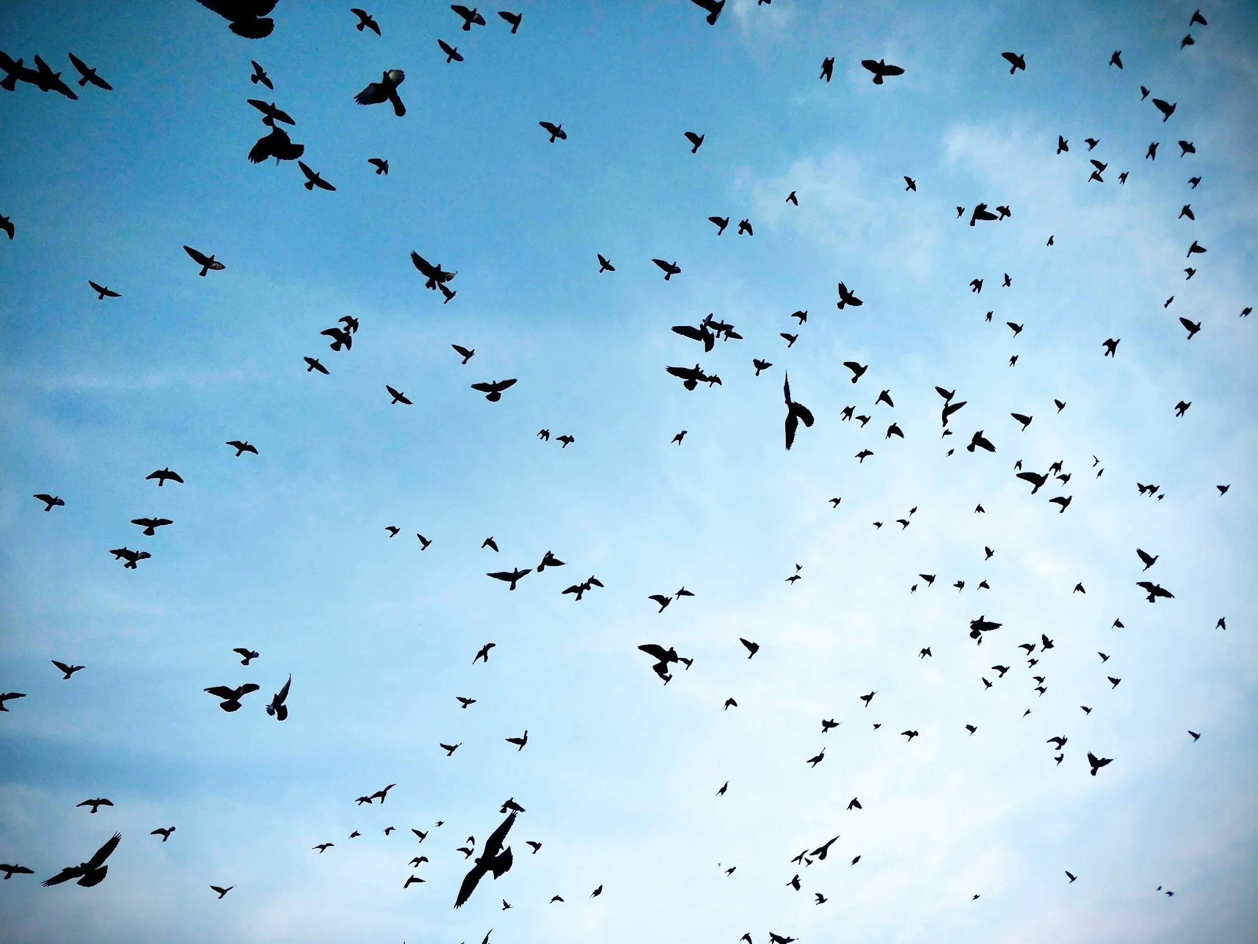 Birds flying in a clear blue sky.