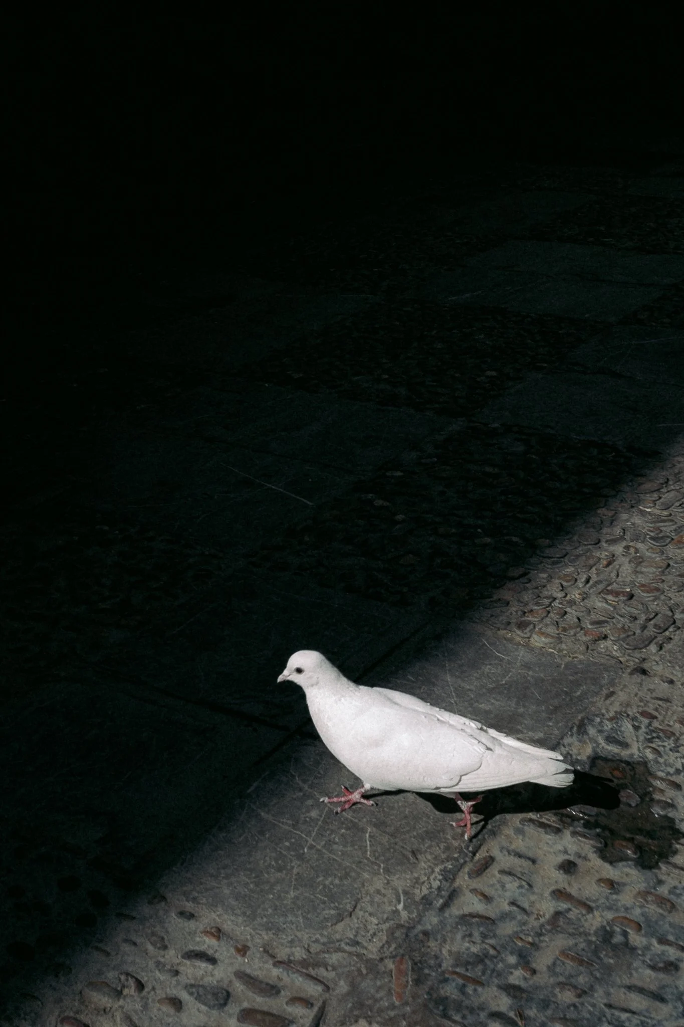 Une colombe blanche marche sur une surface pavée en pierre, avec un fond sombre.