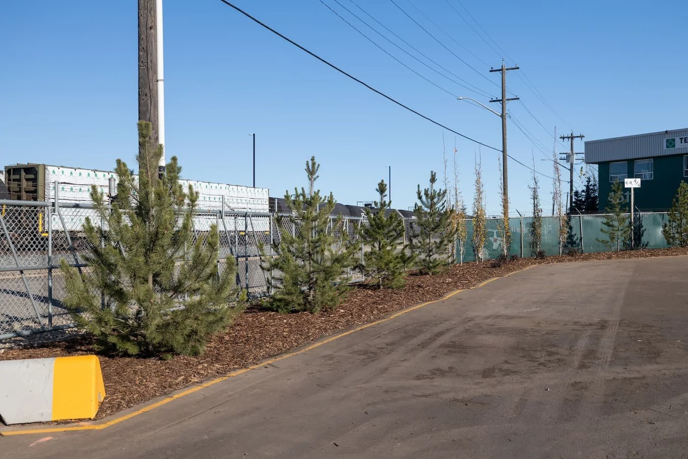 row of pine trees meeting city requirements in commercial parking lot
