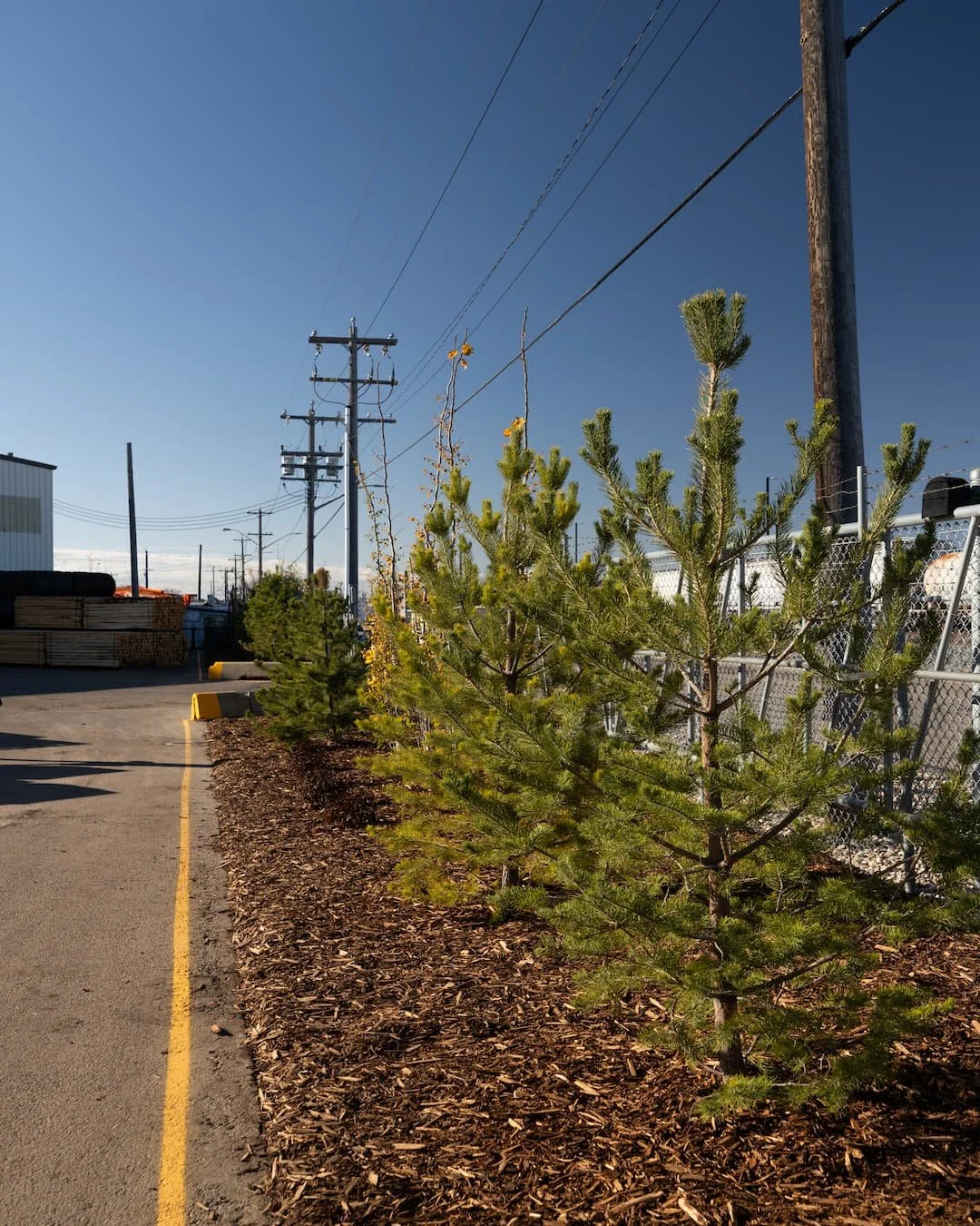 At Blue Isle Landscaping, we specialize in designing commercial landscapes that blend privacy and trees to create spaces that are not only functional but also beautiful. Whether you're looking for privacy, tranquility, or a stunning first impression,