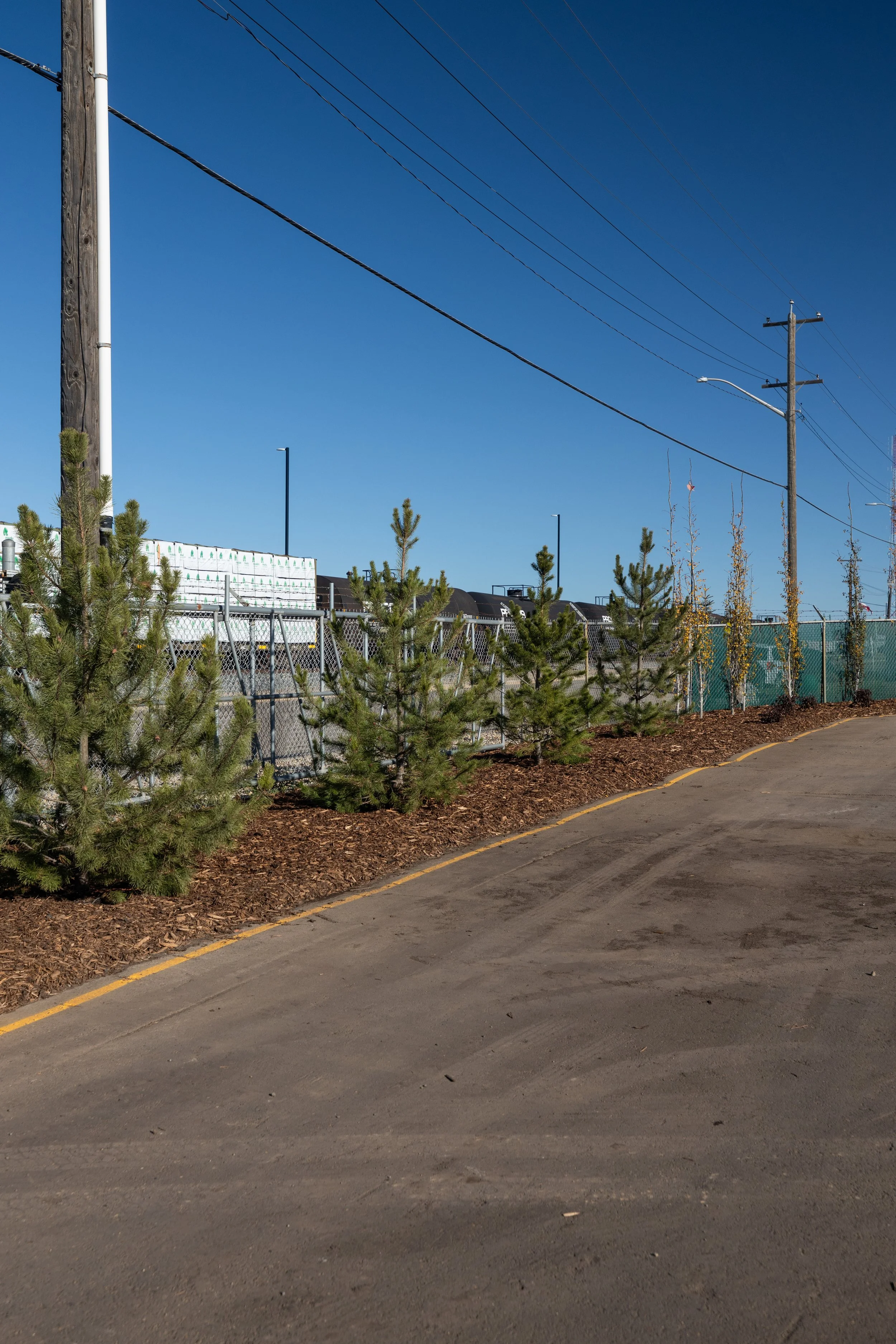 Commercial yard beautifully landscaped with coniferous trees and bark mulch passing city requirements