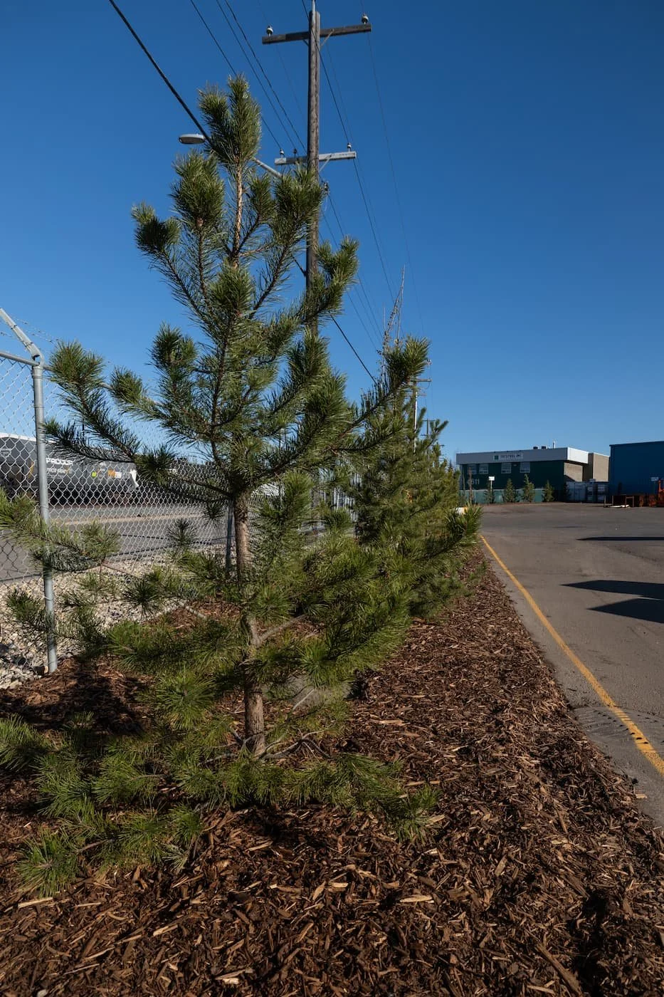 Freshly planted pine trees in a commercial industrial yard