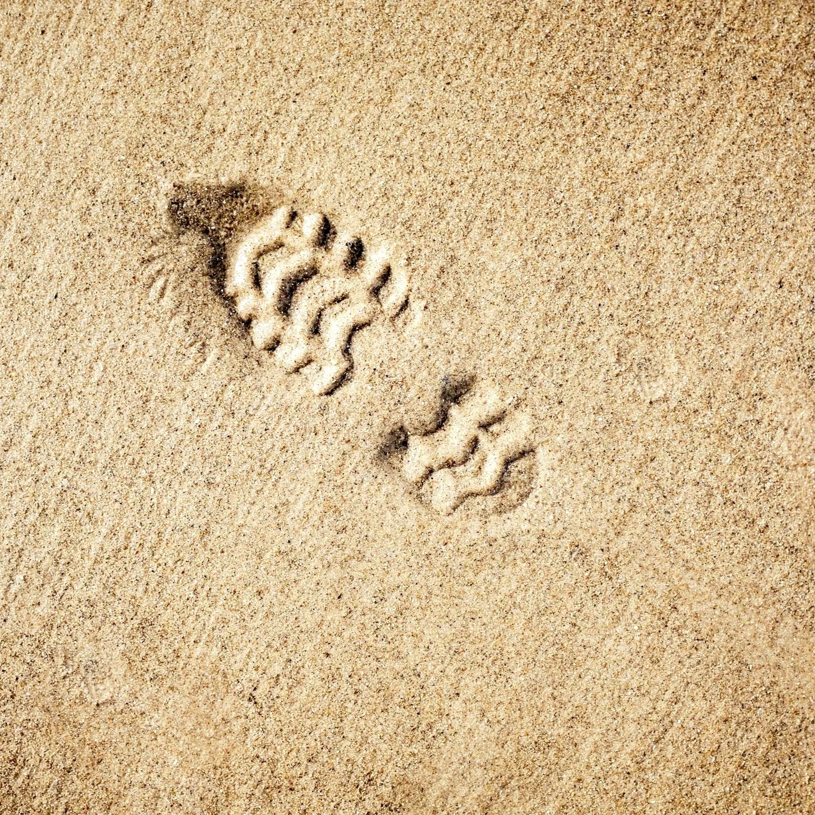 A single set of human footprints in the sand.