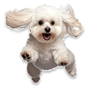 A white, fluffy dog with floppy ears jumping towards the camera with a happy expression.