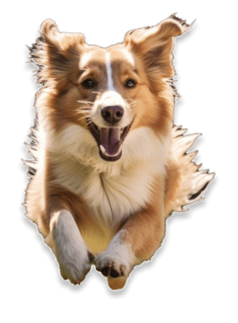 Happy border collie dog with a yellow bandana, running toward the camera.