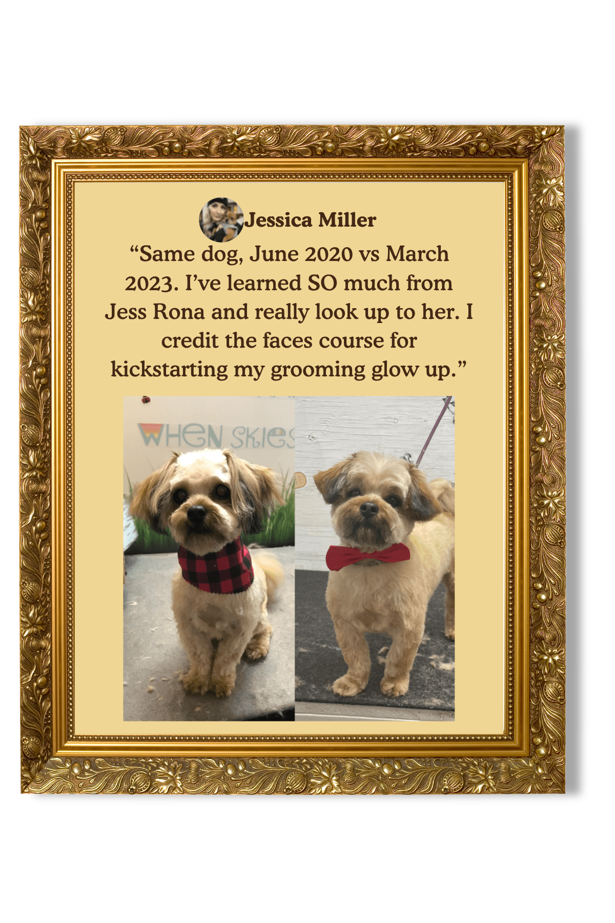 Side-by-side photos of a small dog before and after grooming, wearing a red and black checkered bandana and a red bow tie, inside an ornate gold frame.