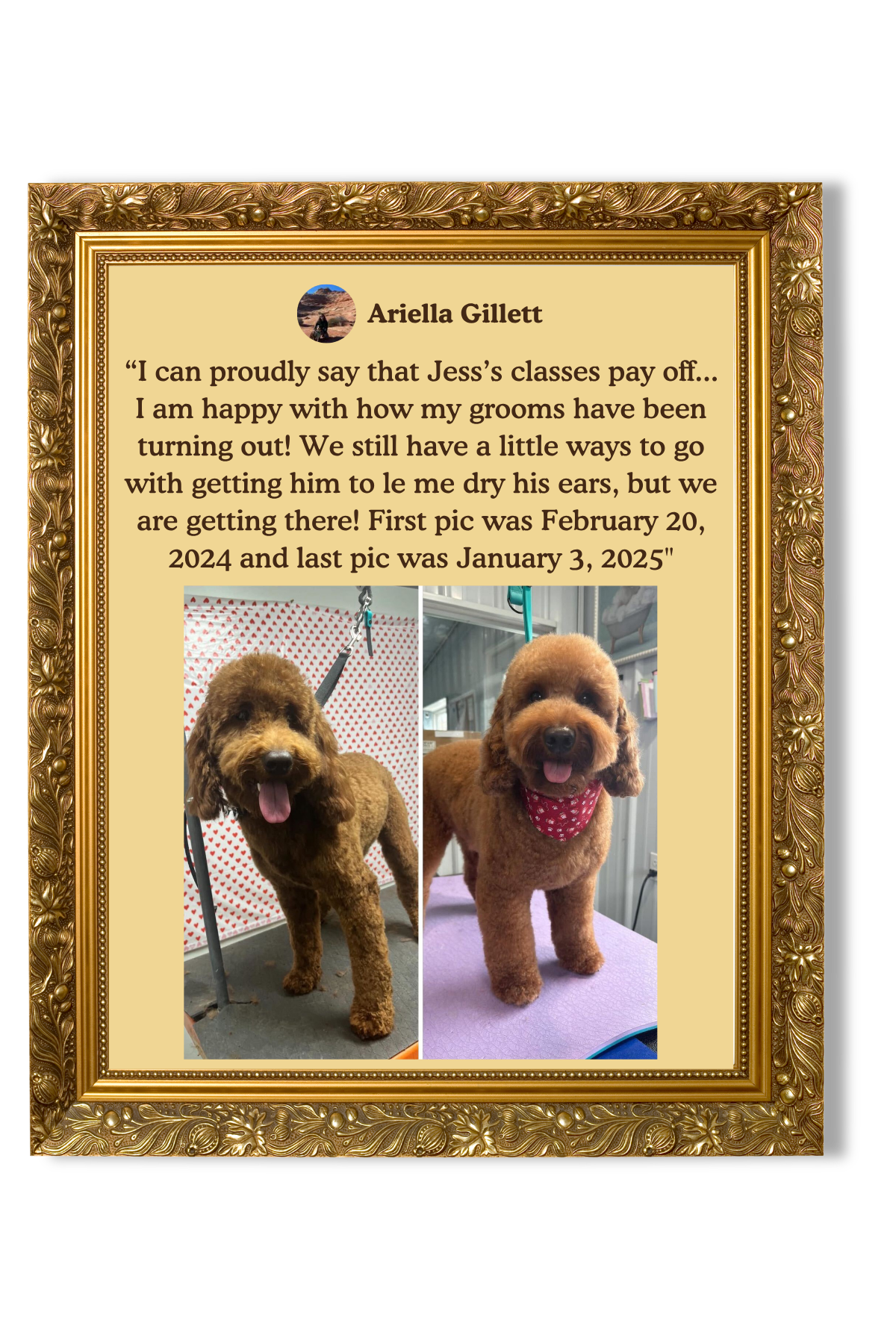 A framed testimonial with two pictures of a small brown poodle, showing its progression over time. The testimonial is from Ariella Gillett, praising the groomers for helping her dog Jess and including the dates of the photos.