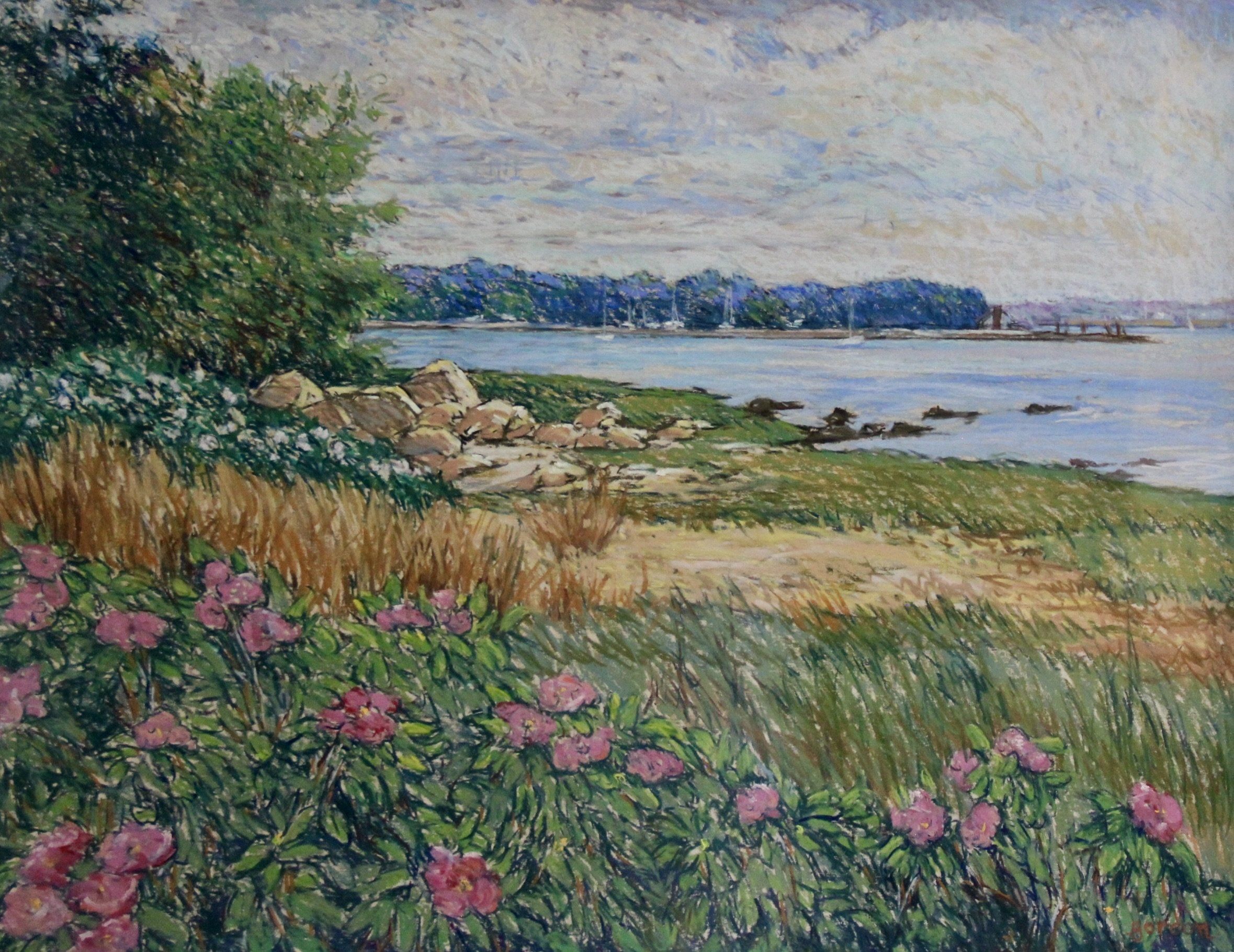 Rosa Regosa Blooming at Greenwich 