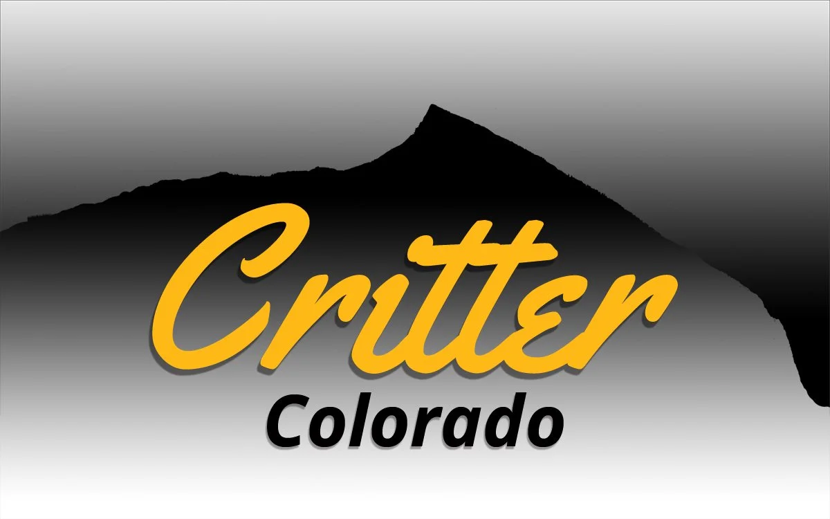 Silhouette of a mountain against a gradient sky with the words "Critter Colorado" in stylized yellow and black font.