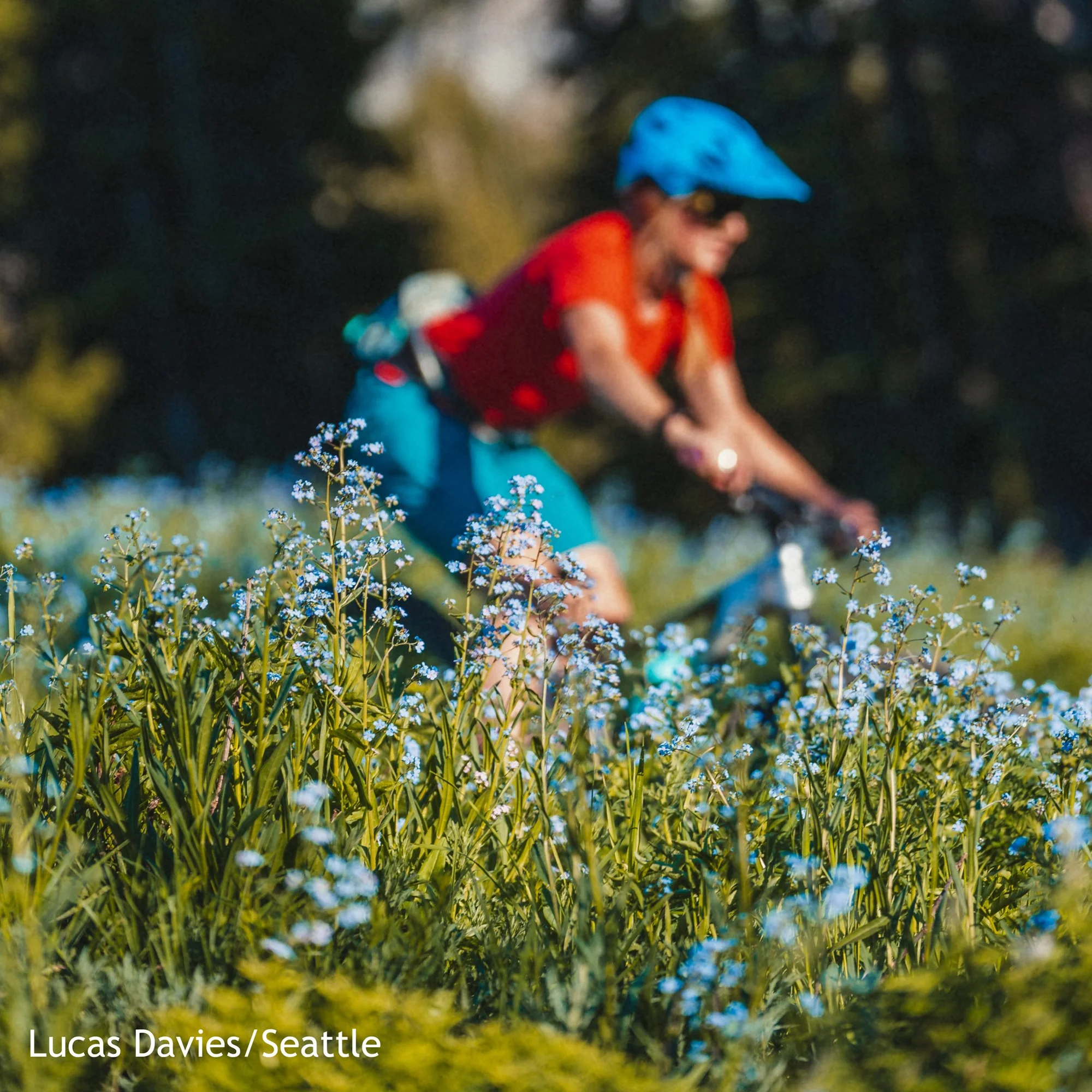 A person riding a bicycle through a field of blue and white flowers, wearing a bright red shirt and a blue helmet.