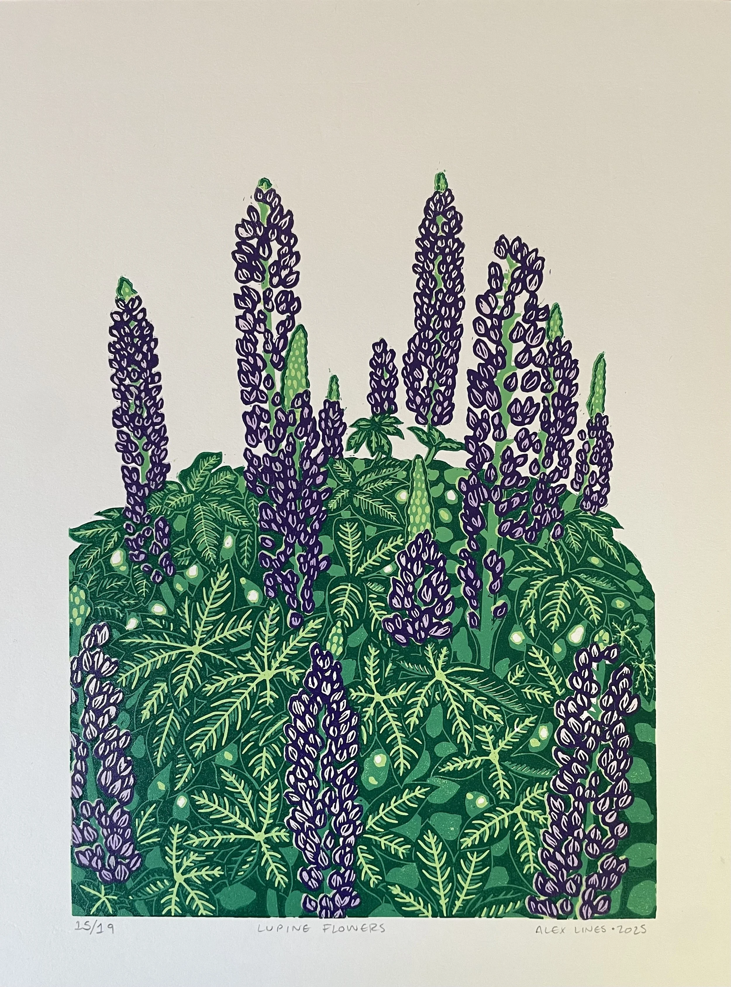 Lupine Flowers.jpeg
