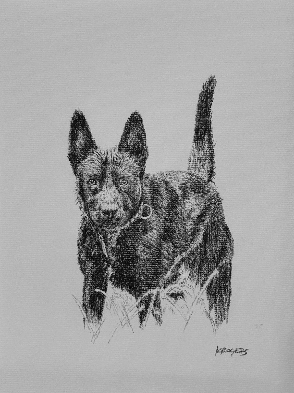Retired Police Belgian Malinios