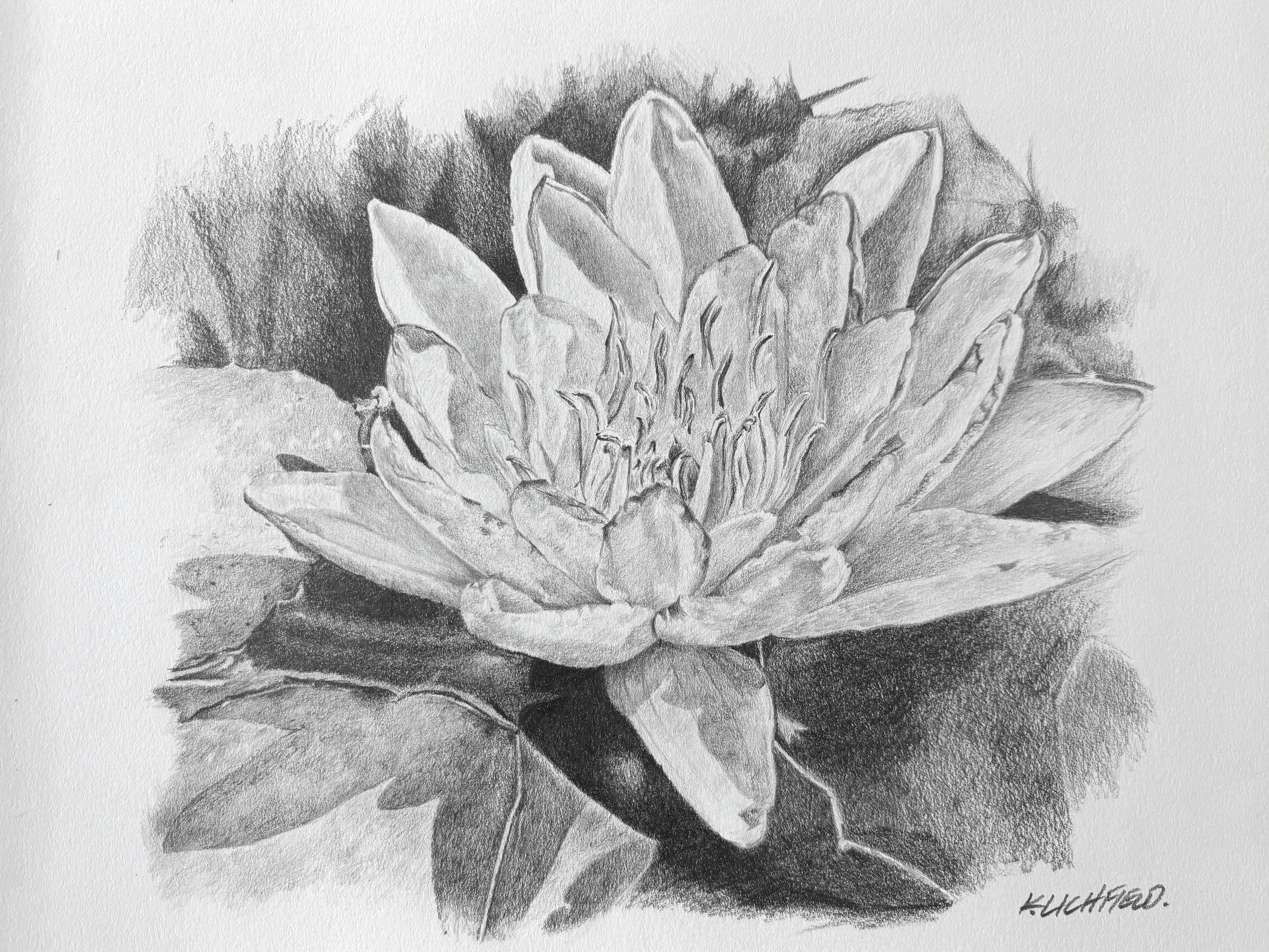 Little Gem of A Lily