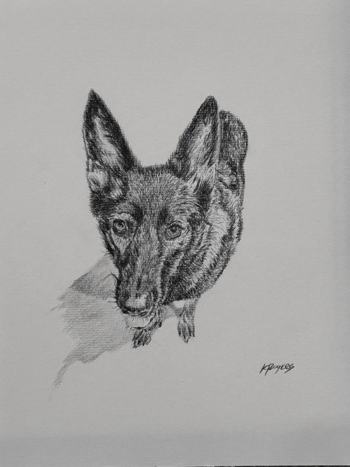 Retired Police German Shepherd