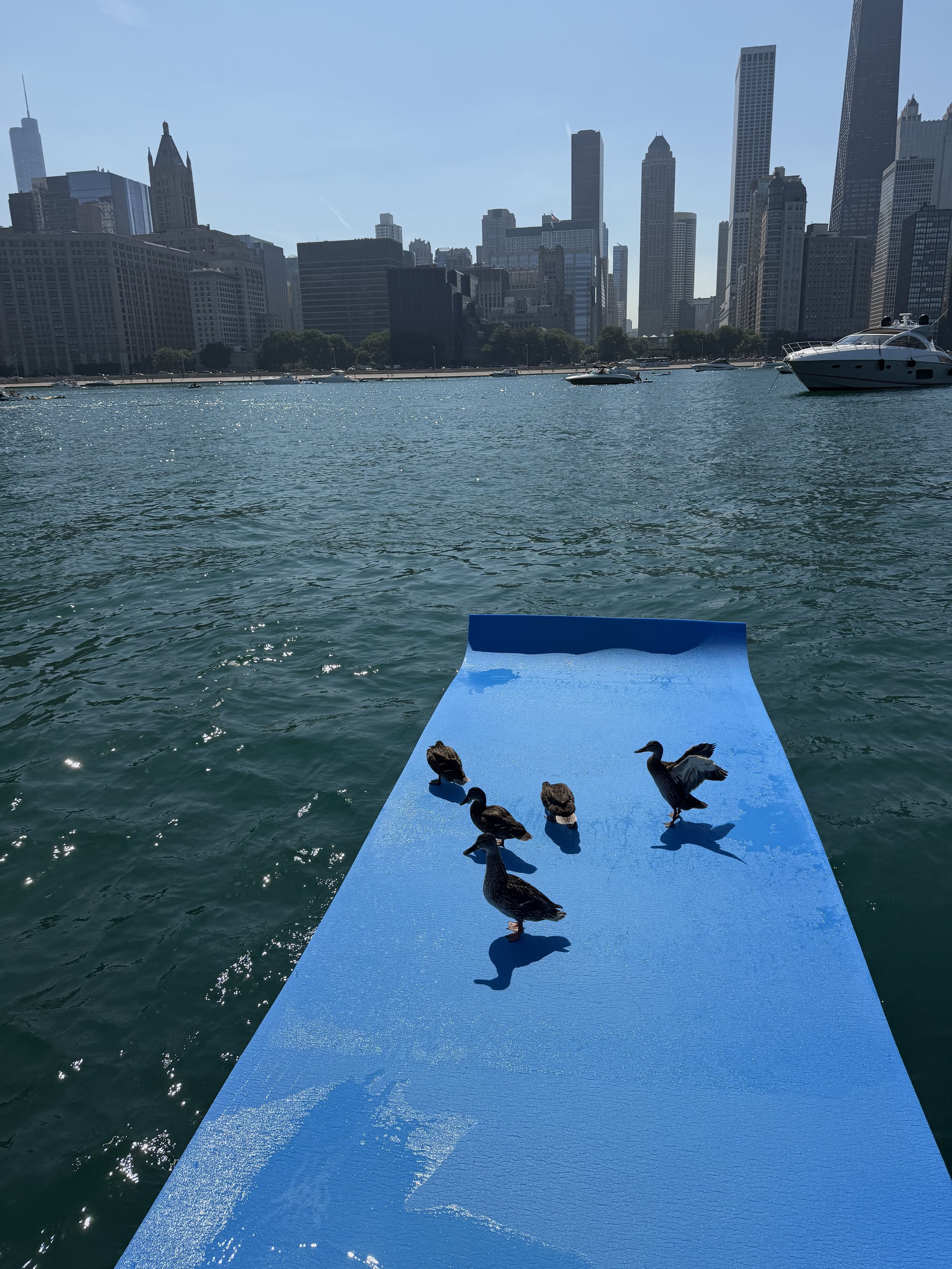 A flock of ducks standing on a blue floating platform on a river, with a city skyline featuring tall skyscrapers in the background.