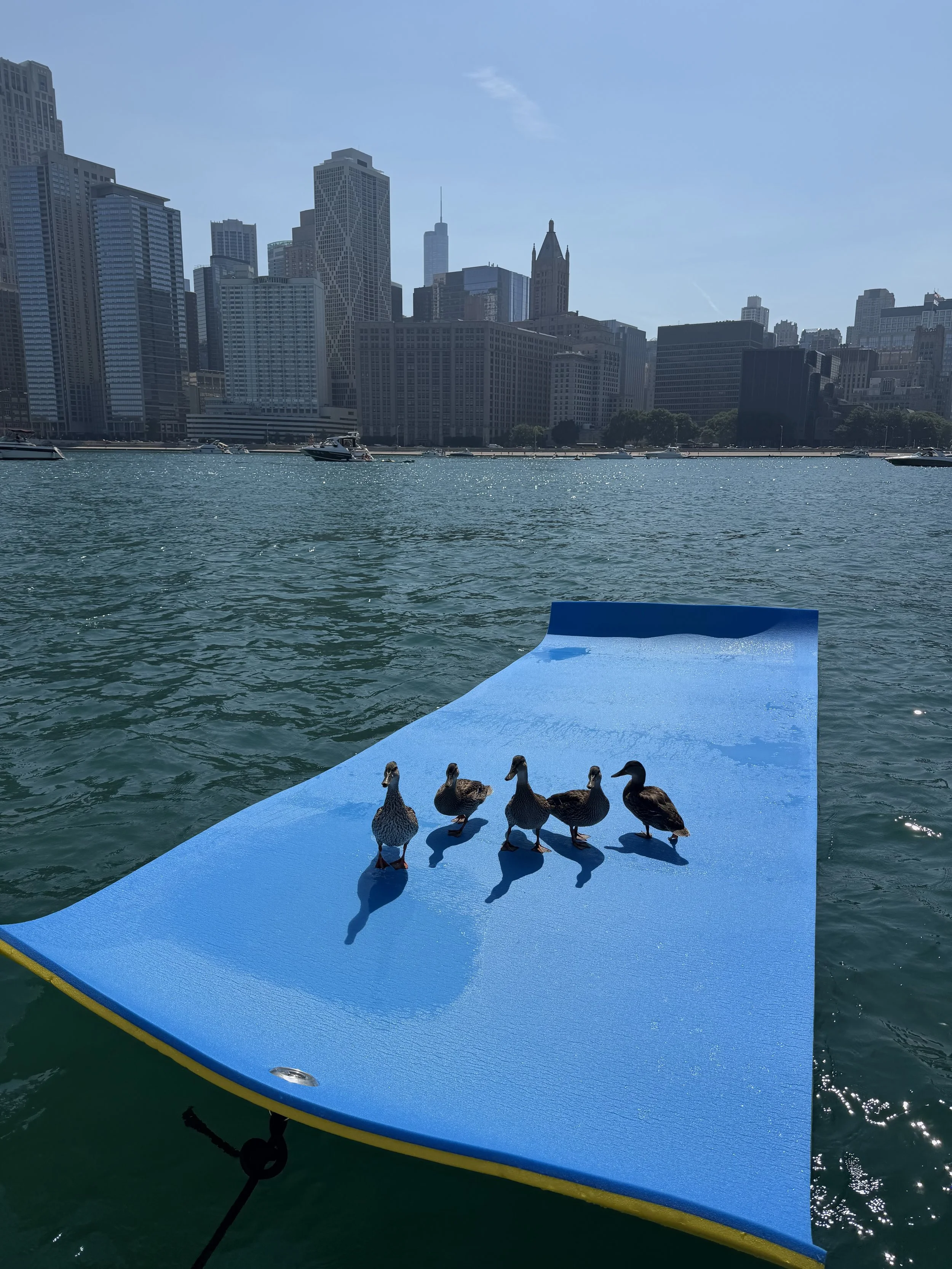 Six ducks standing on a blue floating dock in a harbor with city skyscrapers in the background.