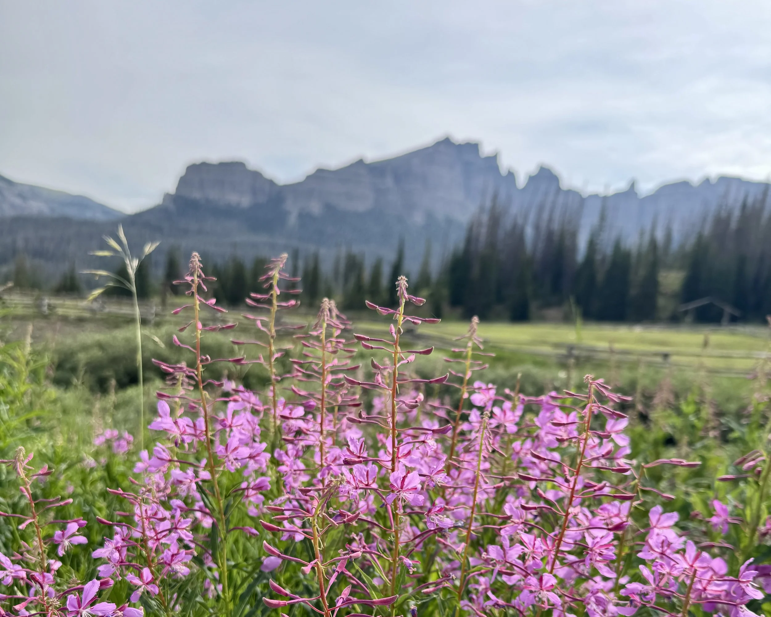 Adventures by Disney Wyoming: Hot Takes, Honest Opinions, and Tips You Actually Need (Part 2 of 2)