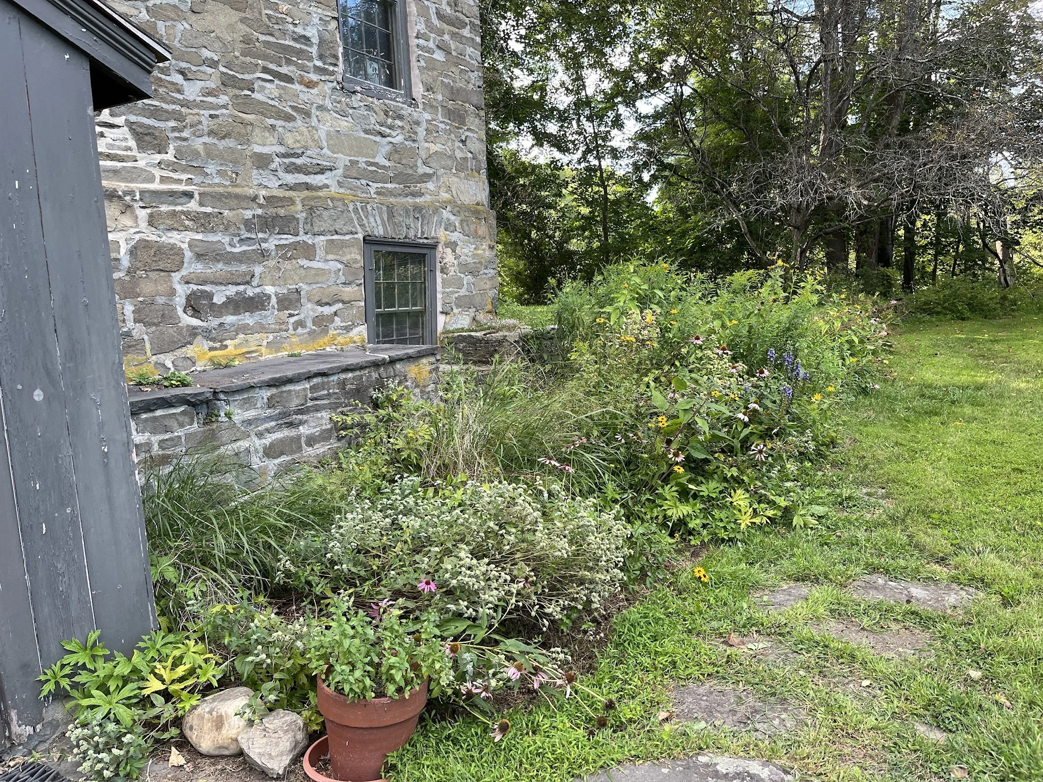 mountain mint & switch grass with canada anemone groundcover in Ghent, NY