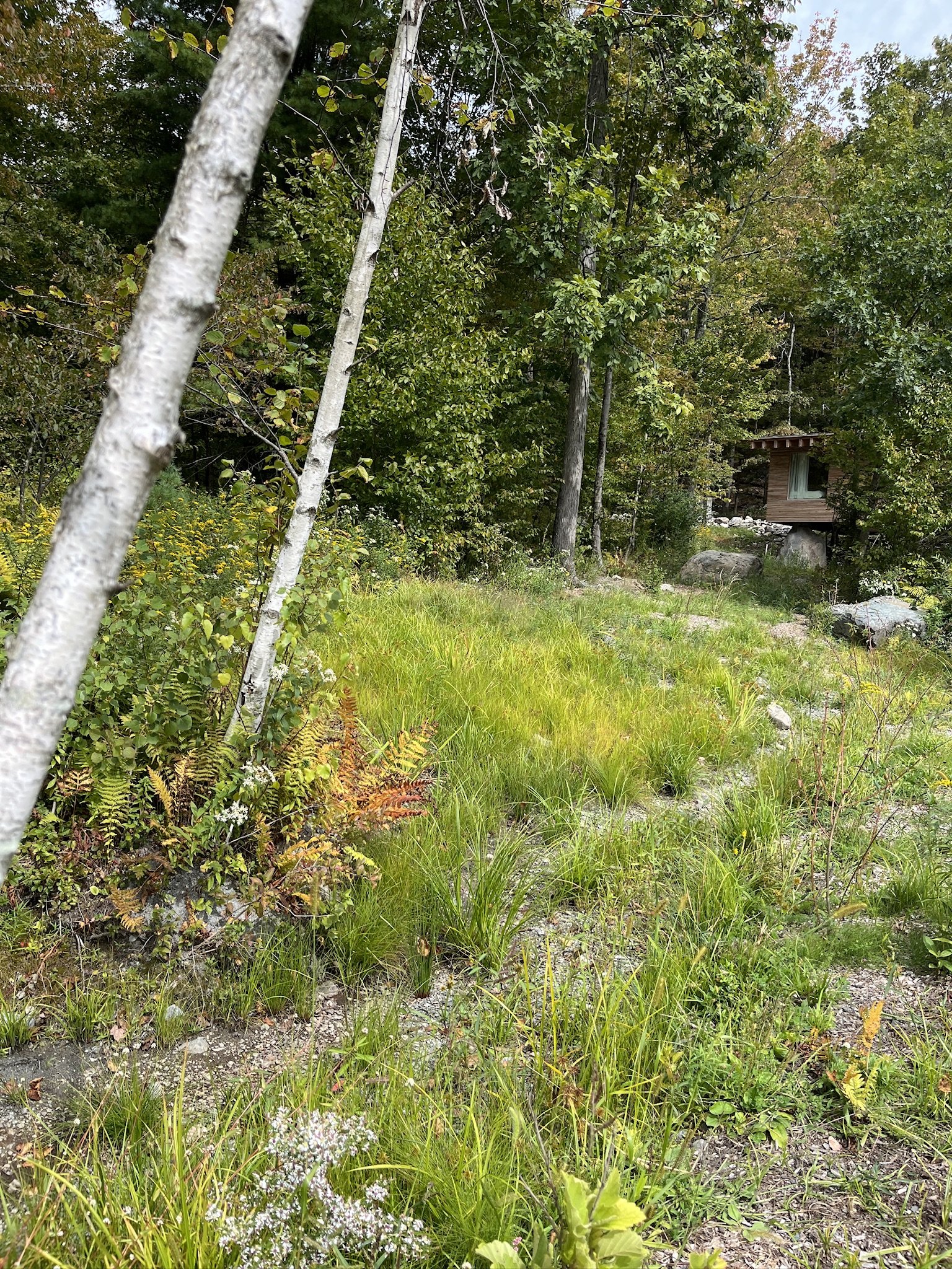 sedges and irises leading to guest house in Austerlitz, NY