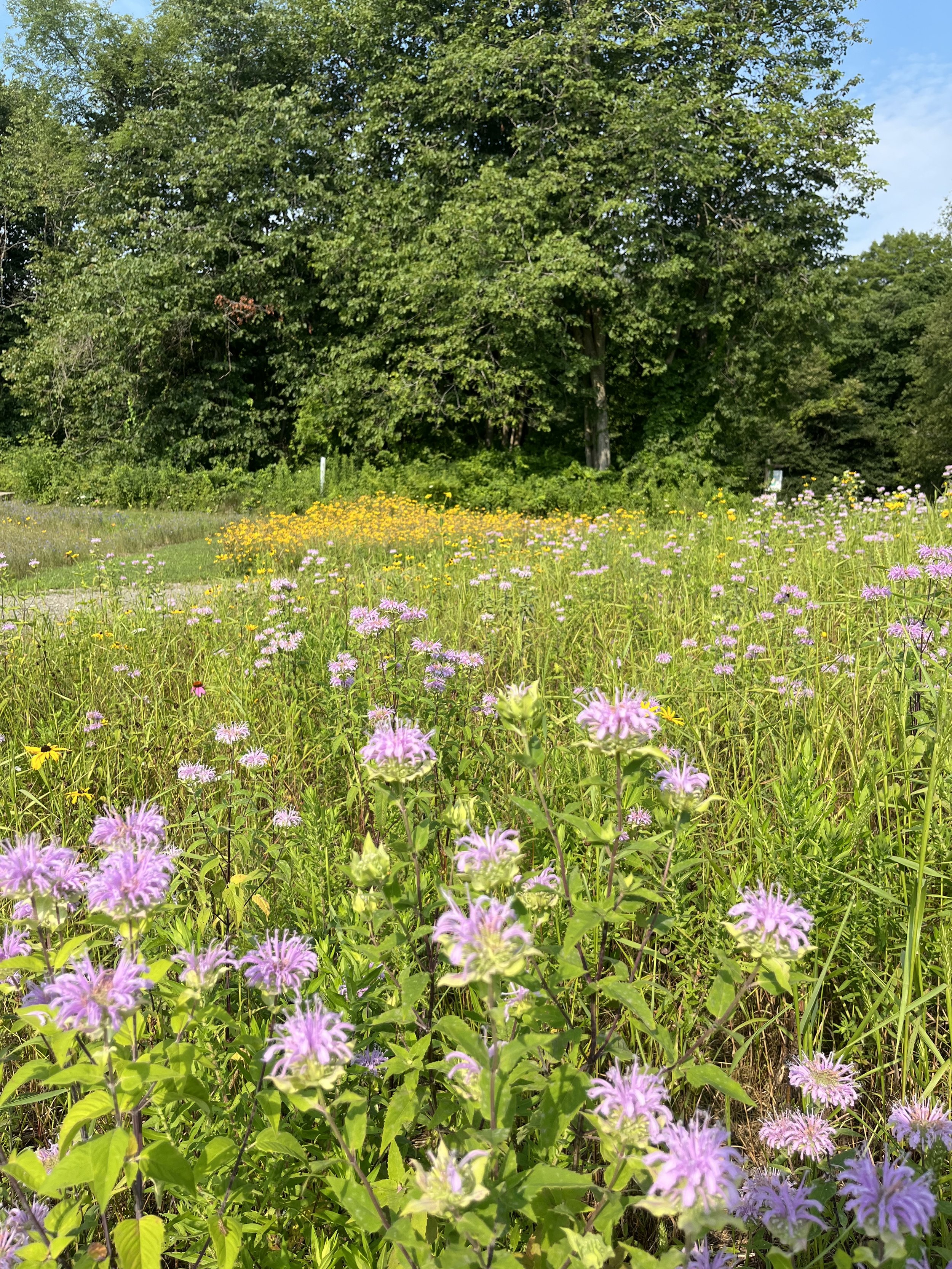 monarda and black eyed susan