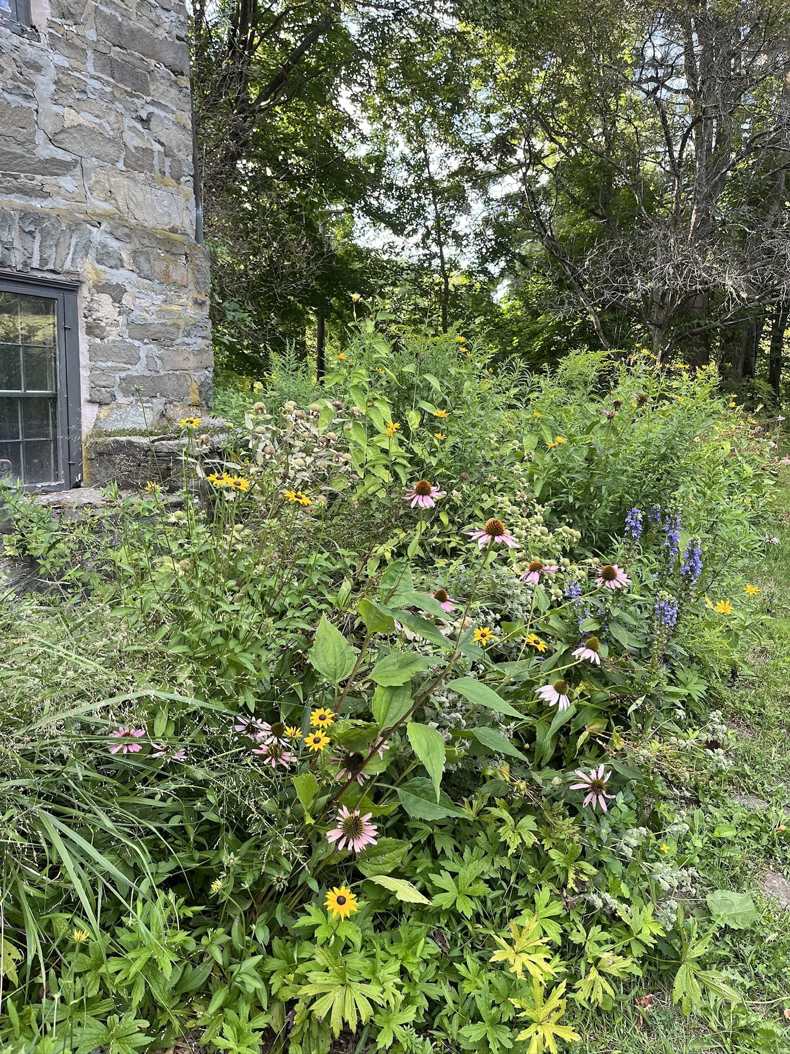 echinacea, canada anemone, lobelia, switch grass & more in Ghent, NY