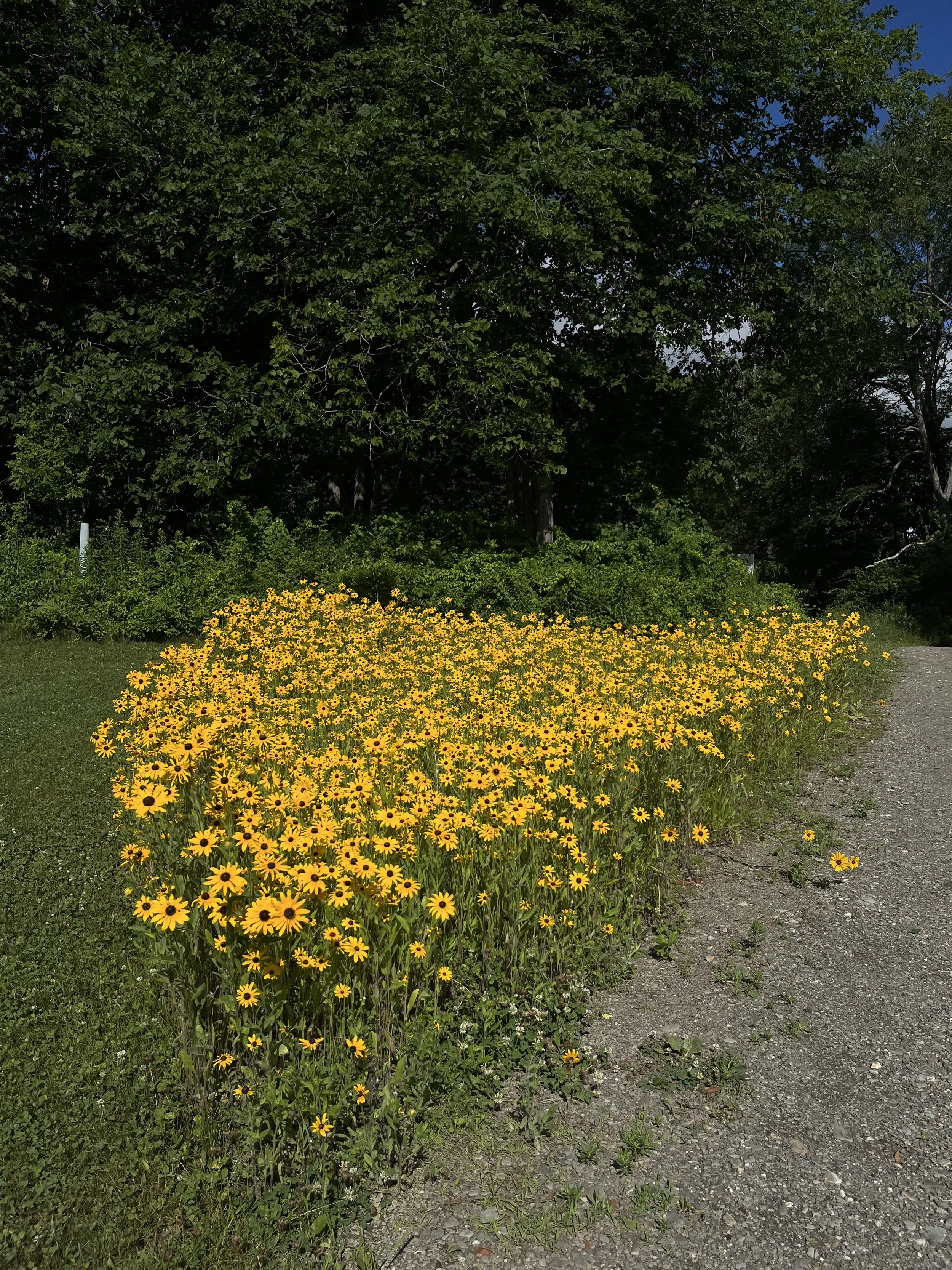 meadow bursting with black eyed susans