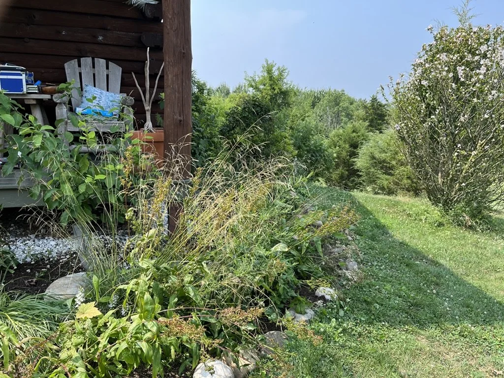 tufted hair grass, penstemon & spicebush in partly shaded bed in Ghent, NY