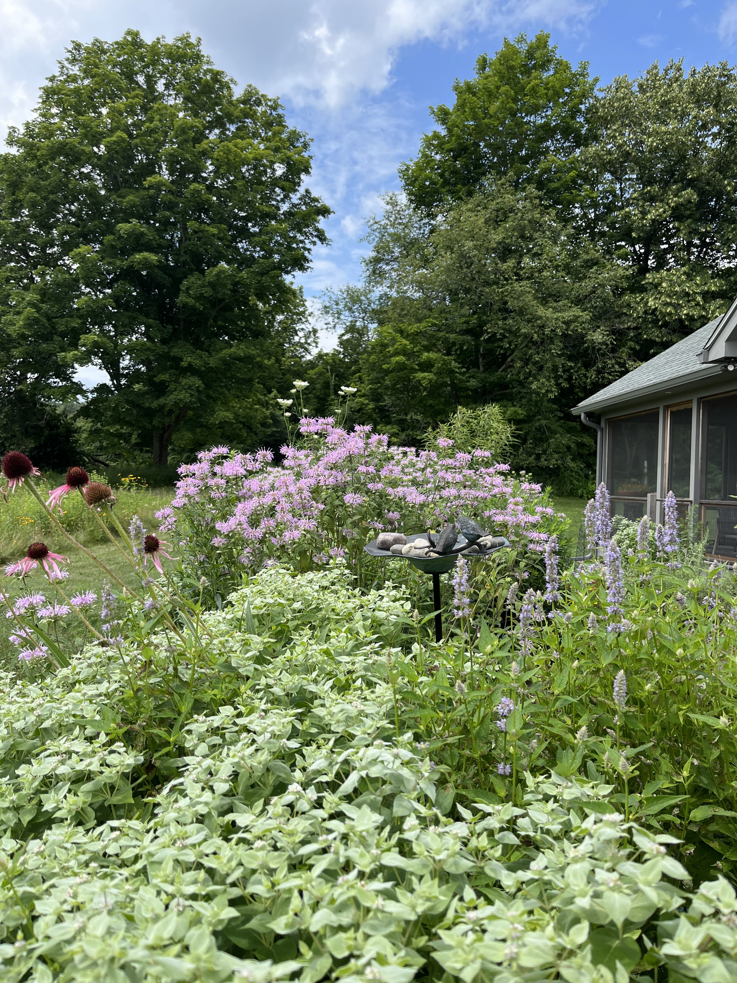 mountain mint, echinacea, hyssop & monarda