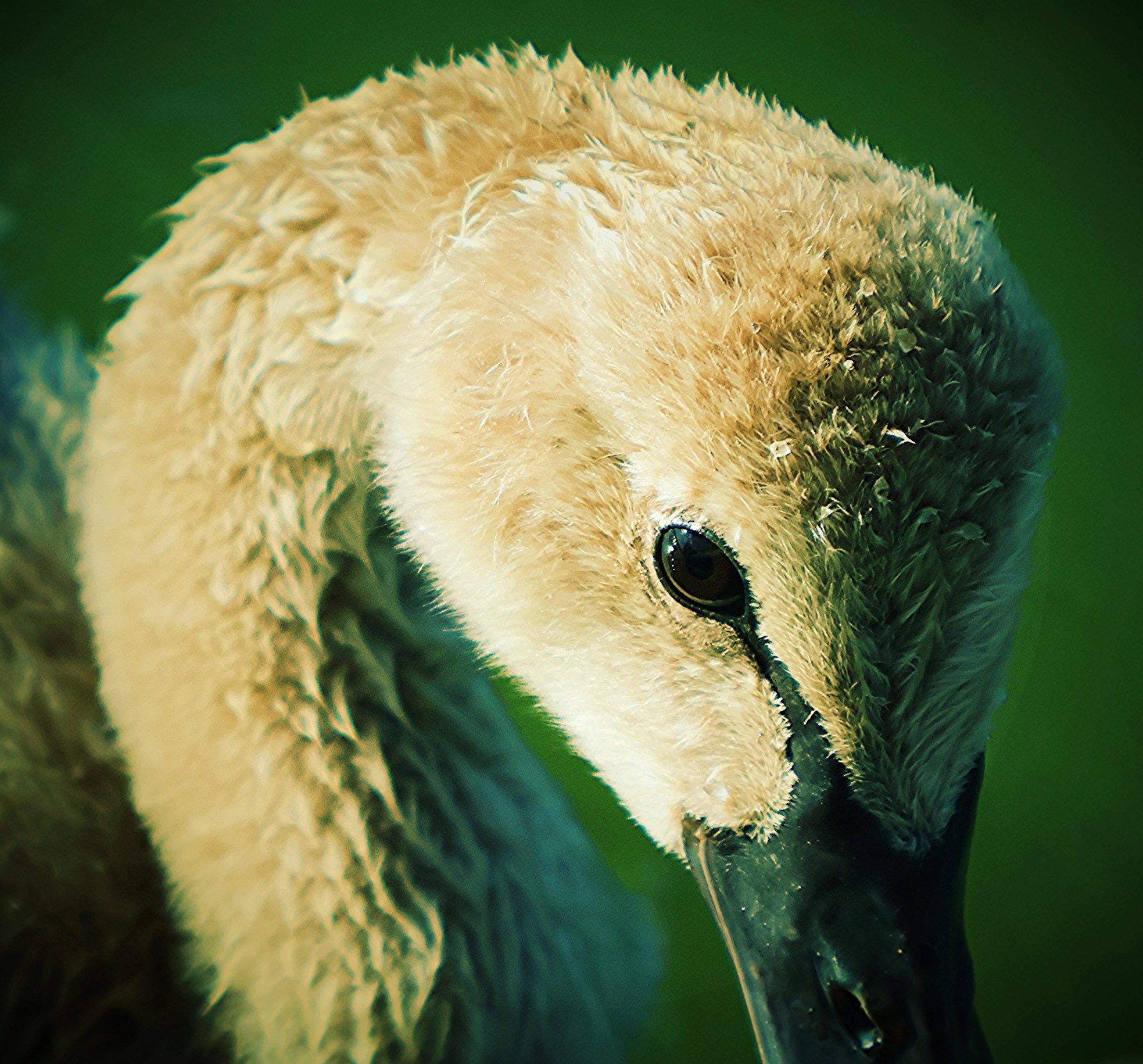 Feathery Cuteness.jpg