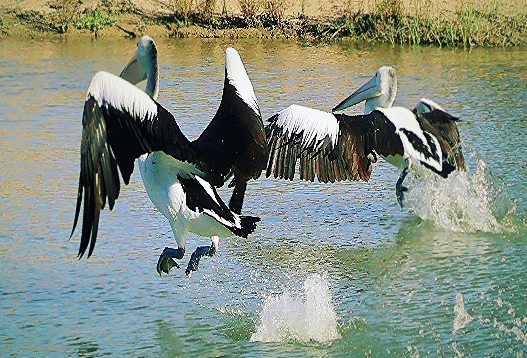 Dancing pelicans  Lomo Resize 2.jpg