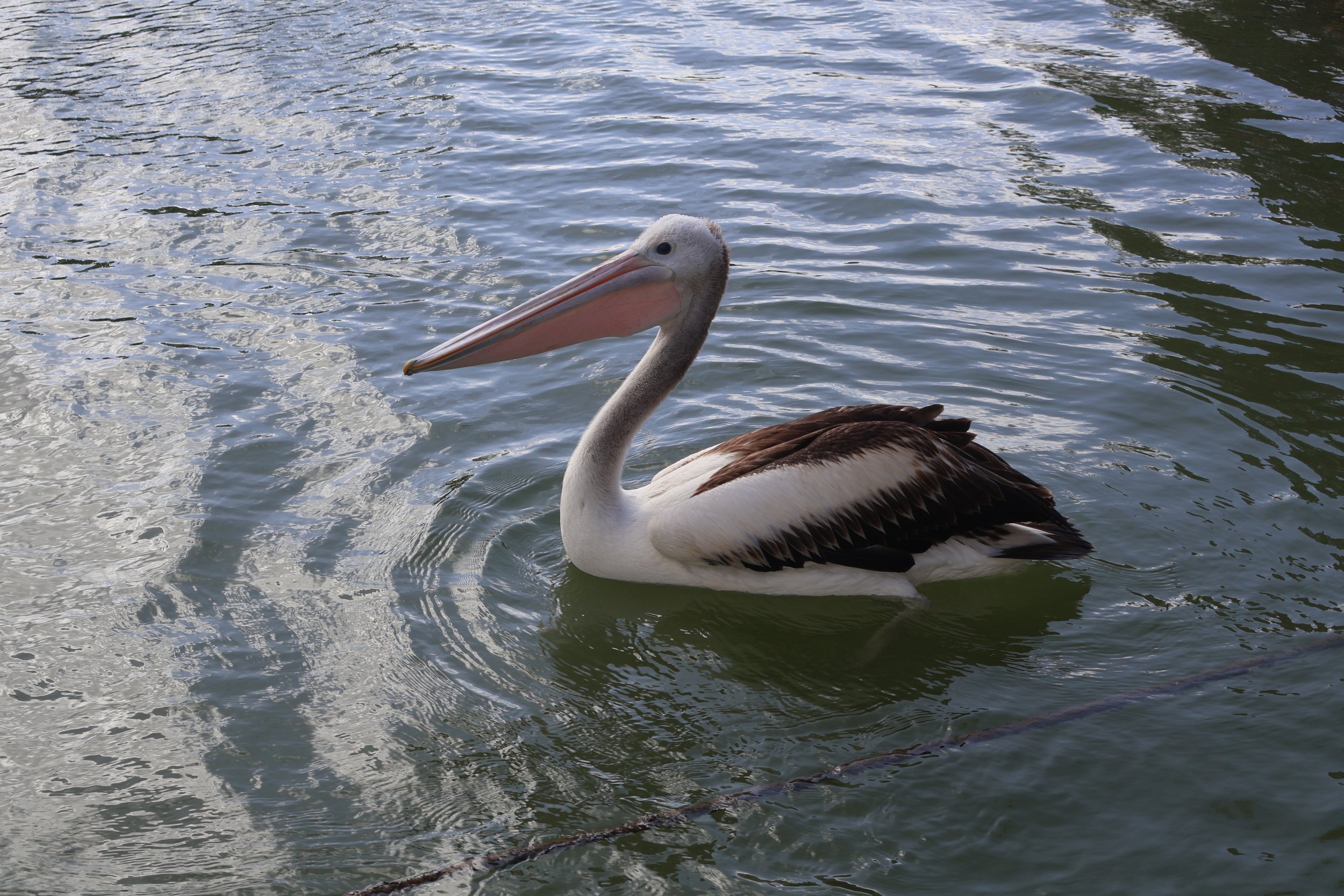 A pelican floats on water near a rope, with ripples and reflections on the surface.