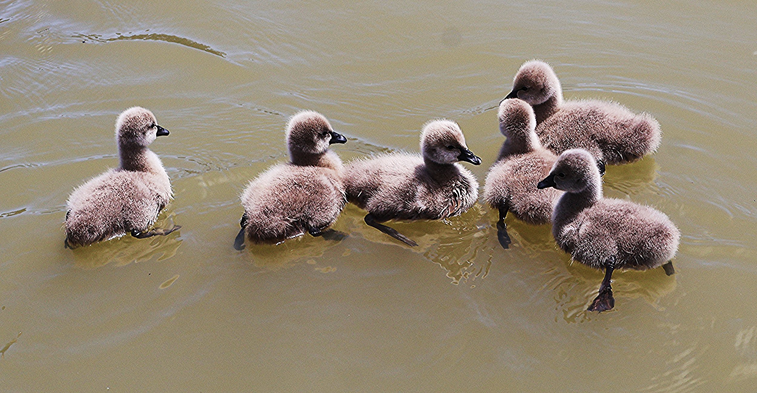 Six fluffy baby ducklings swimming in a muddy yellowish pond.