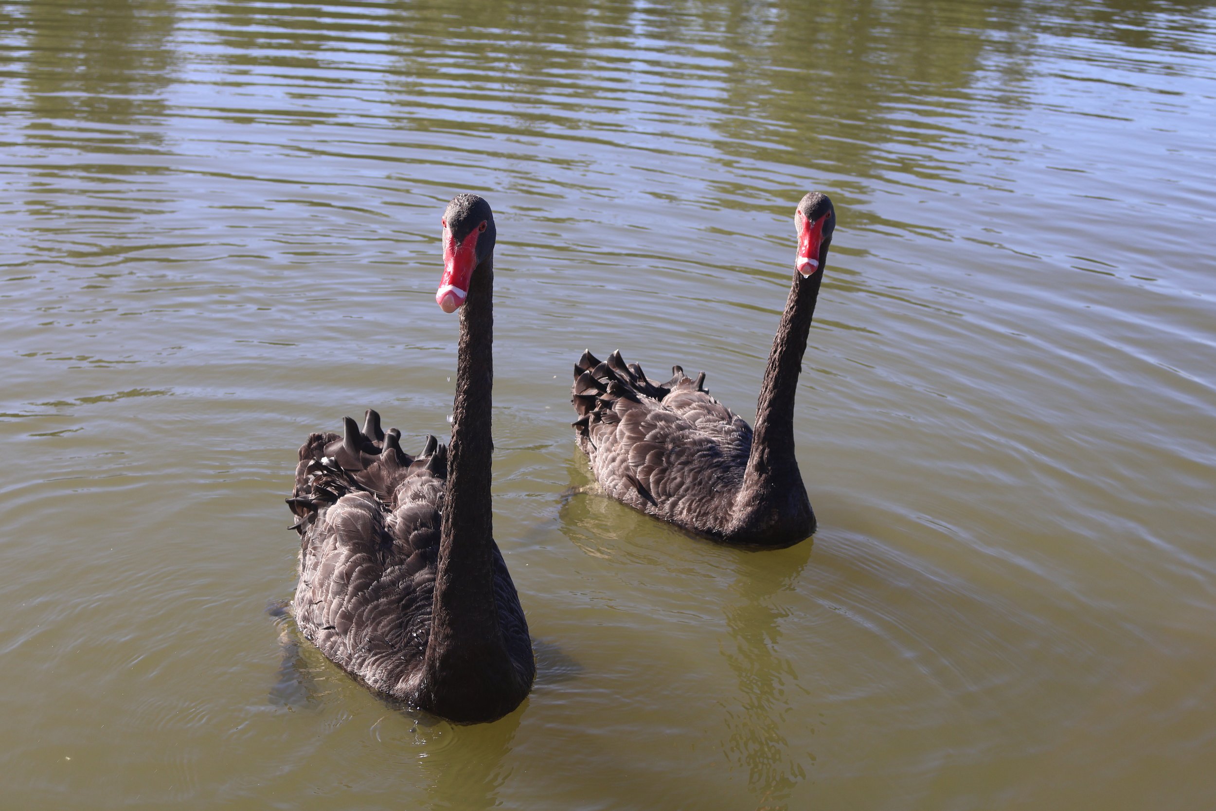 Two black swans swimming in a pond with greenish water.