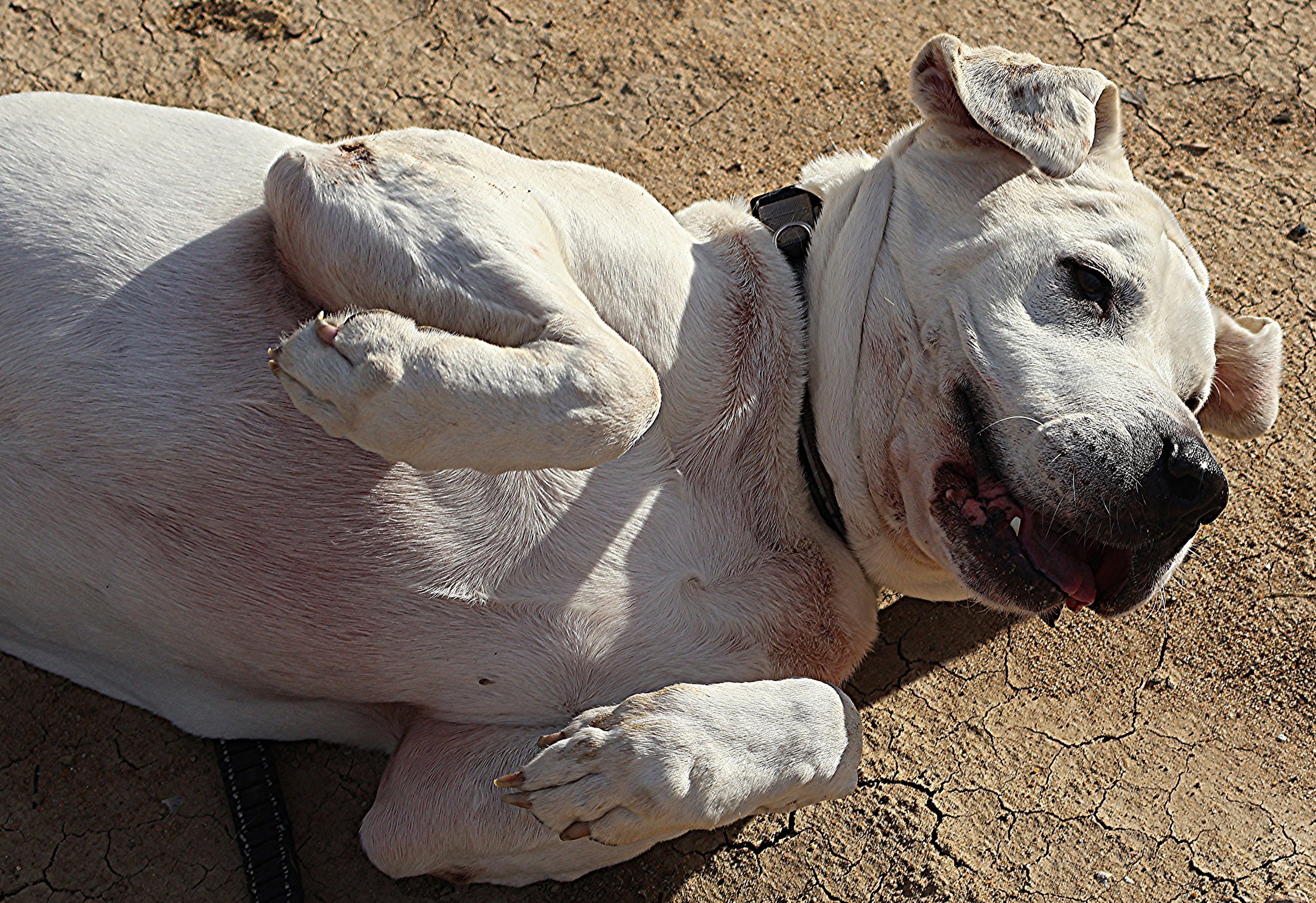 A white dog lying on its back on dry, cracked ground, with its mouth slightly open and tongue visible, wearing a black collar.