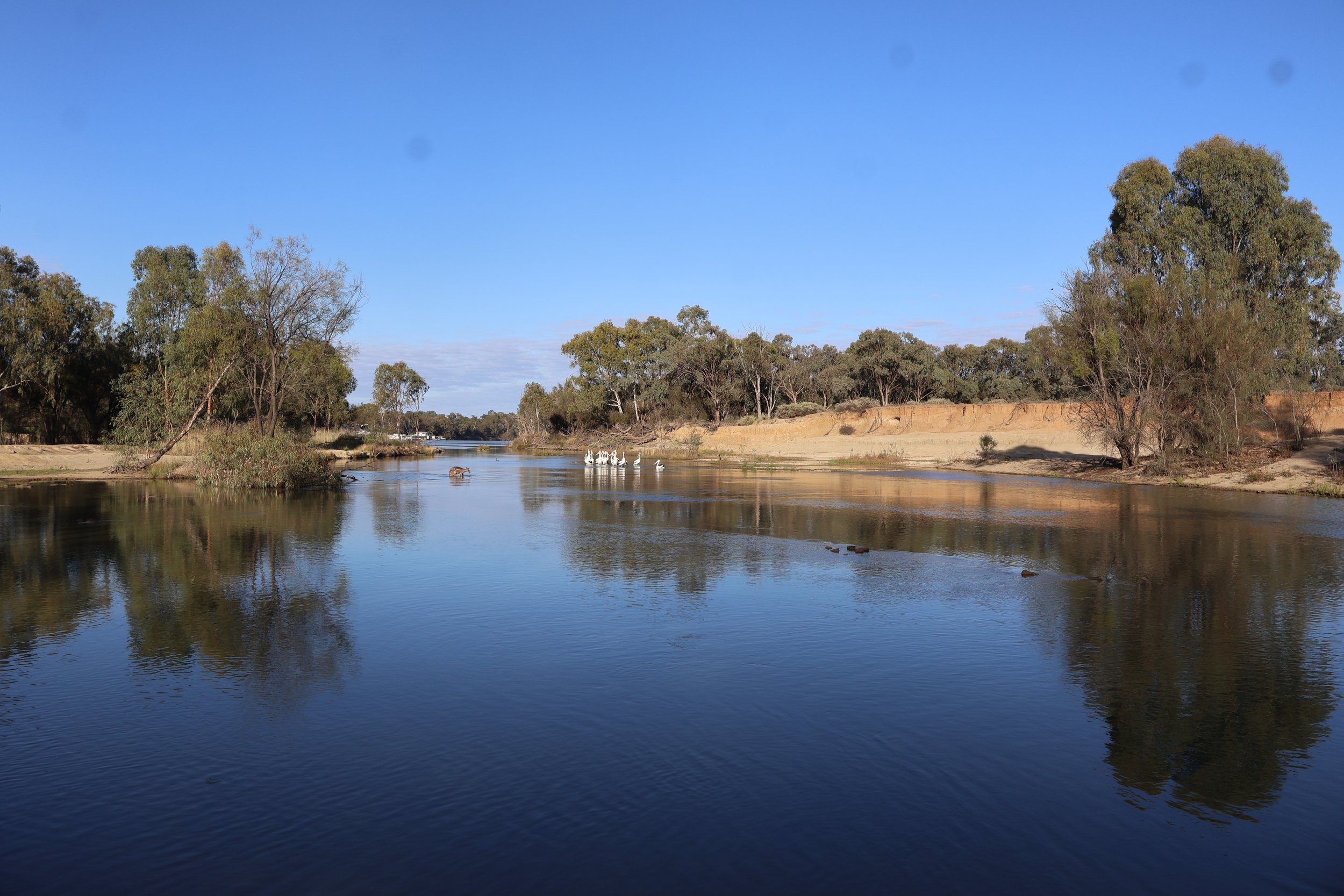 Calm river flowing through a landscape with trees on both sides, some birds floating on the water, under a clear blue sky.