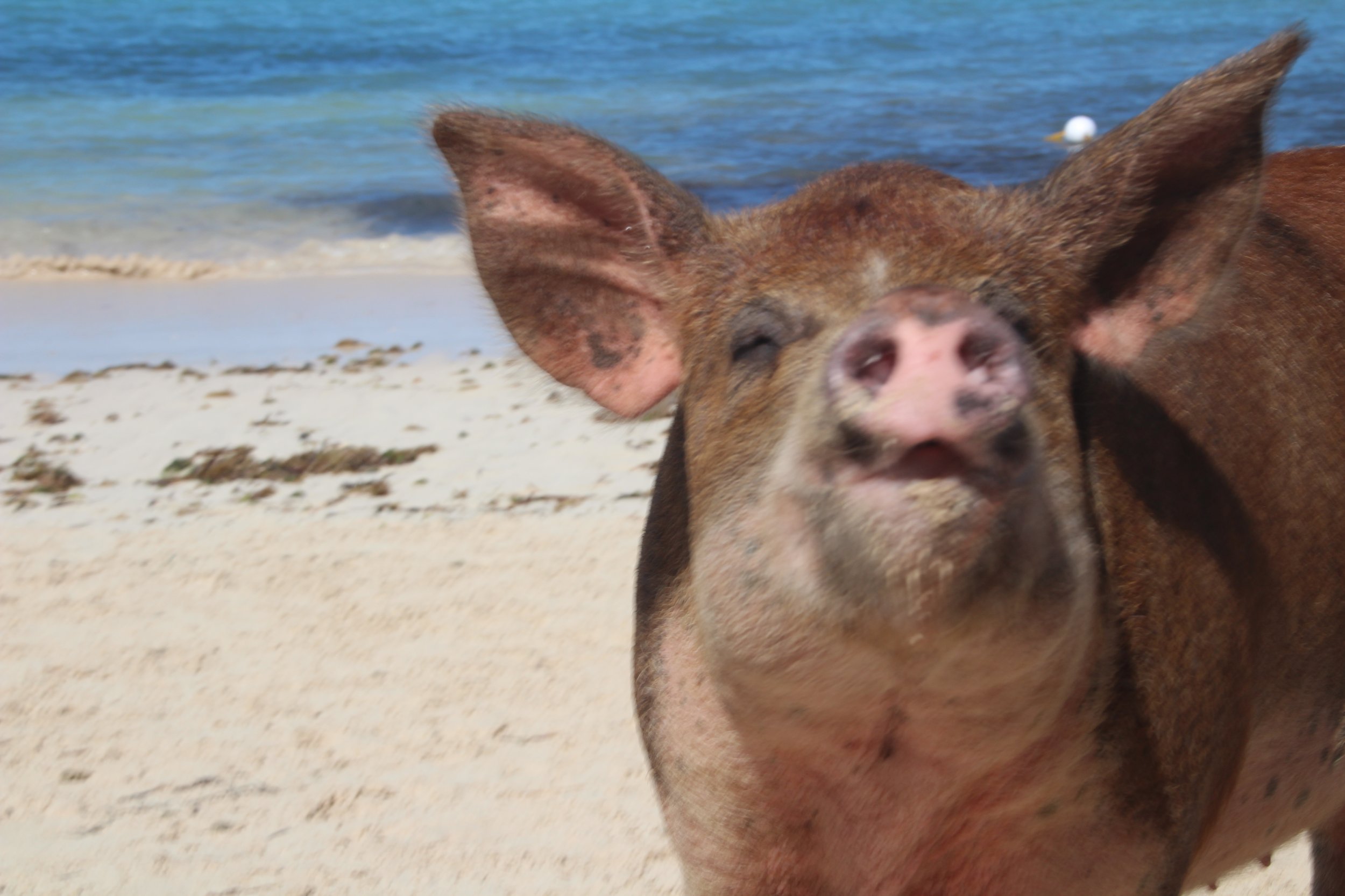A pig on a sandy beach with the ocean in the background.