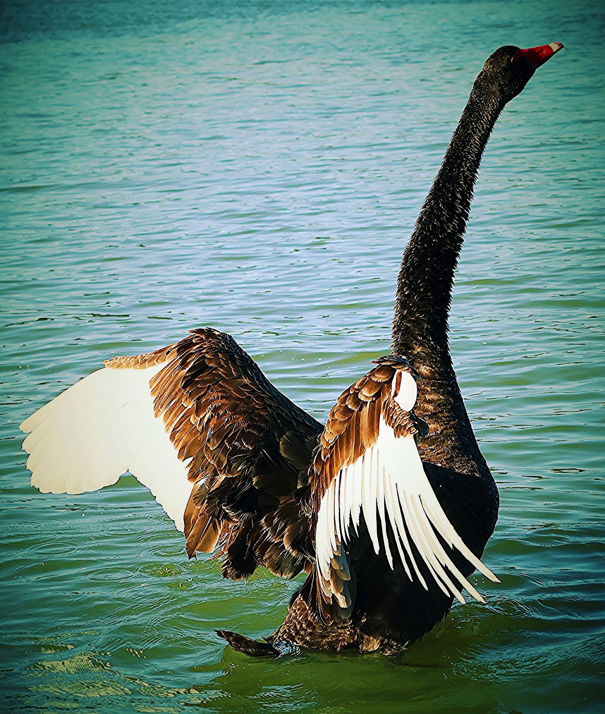 Im feathersome Lomo RESIZE 2.jpg