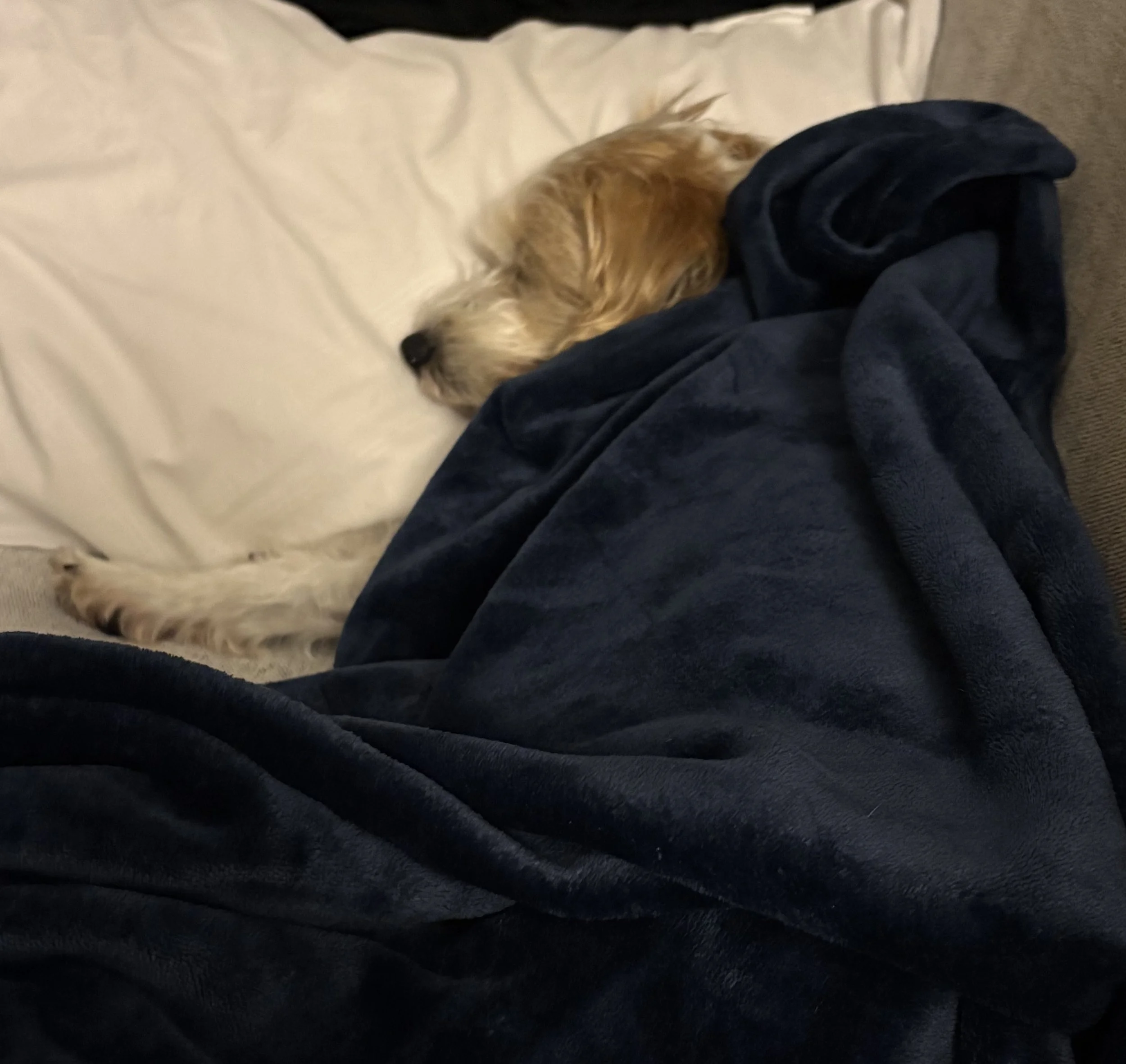 Image of a white and brown dog leaning on pillow with a blanket over her
