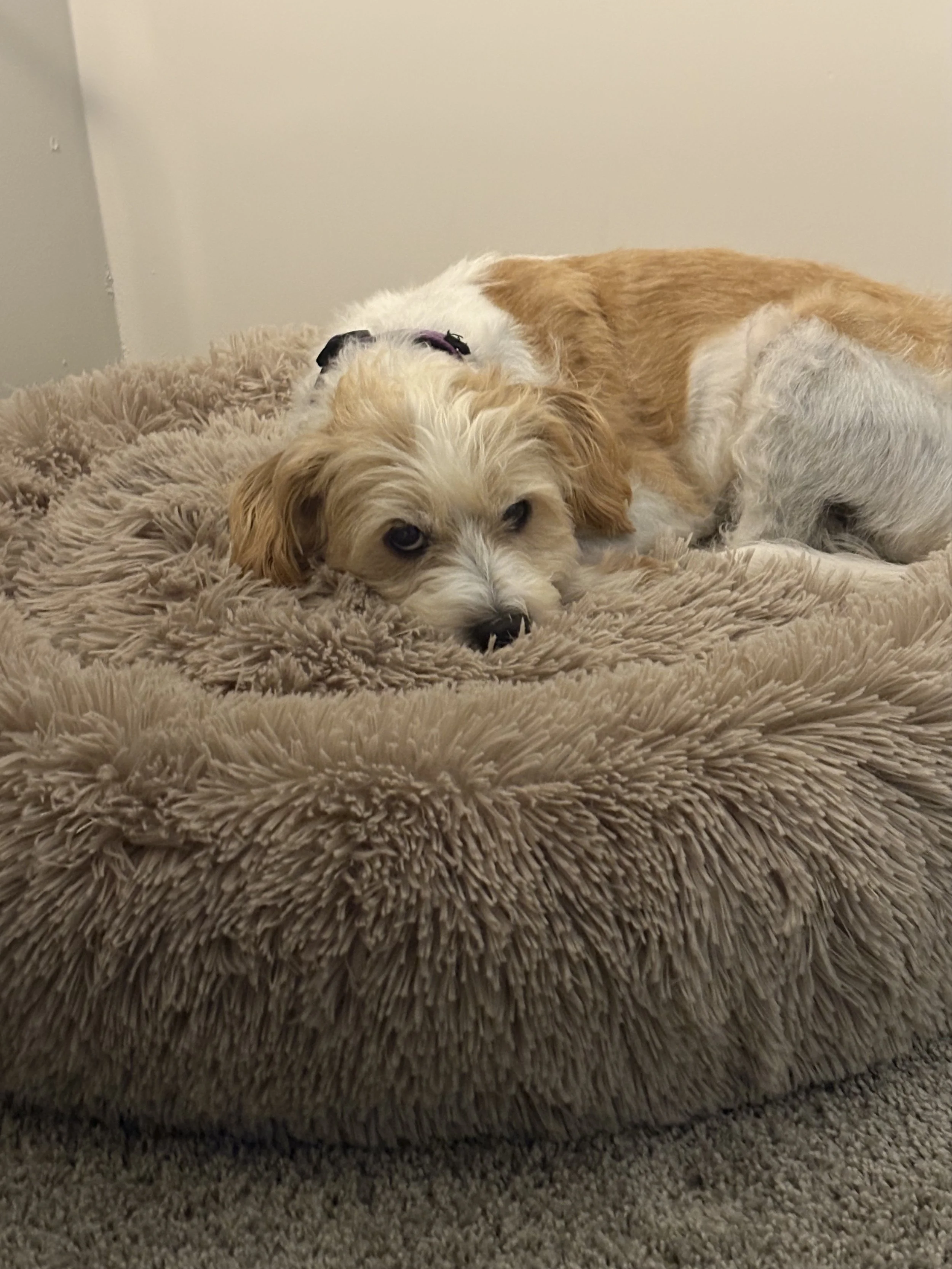 Image of Lucy, a white and brown dog laying in brown bed