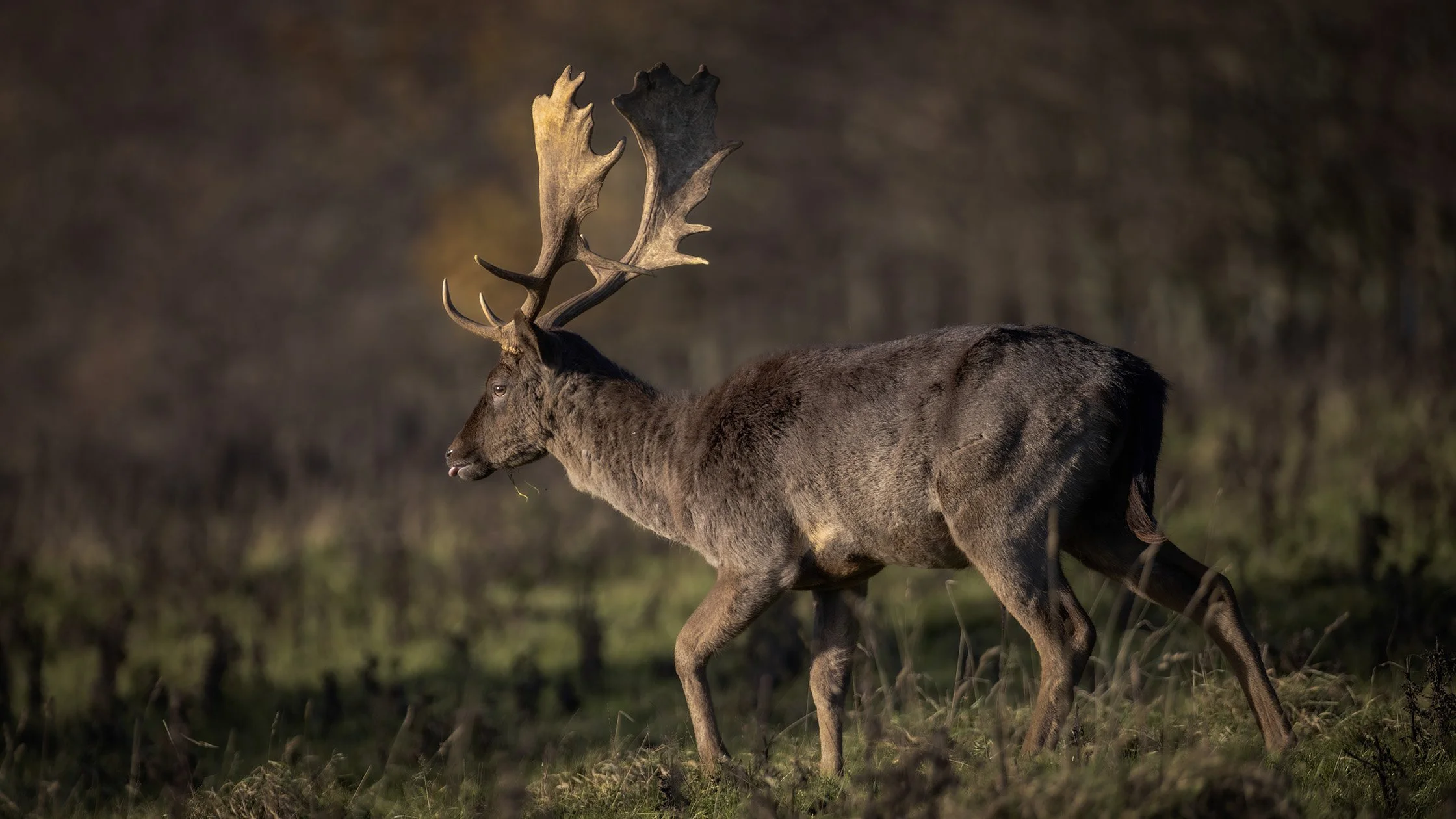 Fallow Deer (Buck)