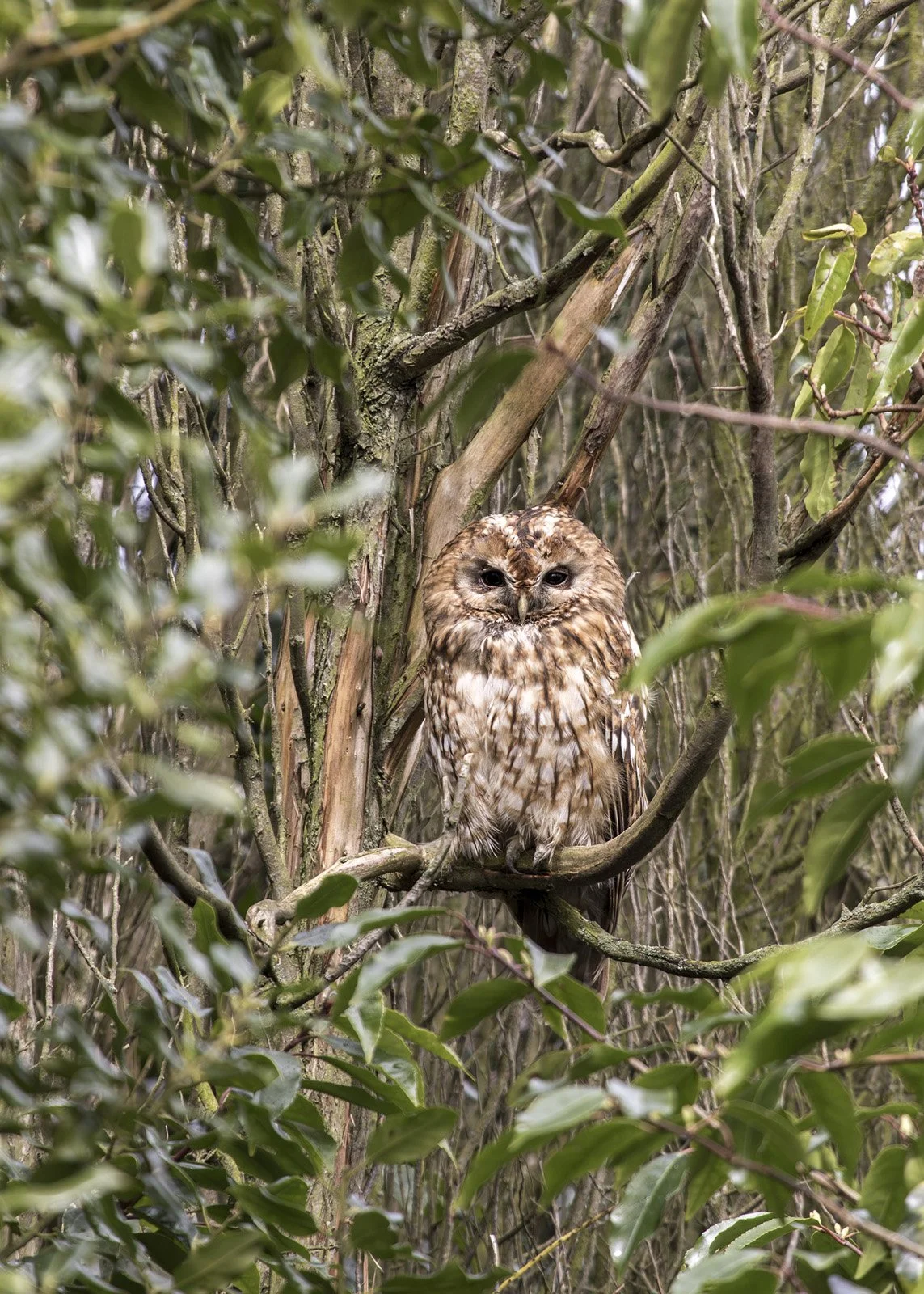 A brown and white speckled owl perched on a branch amidst dense green foliage in a forest.